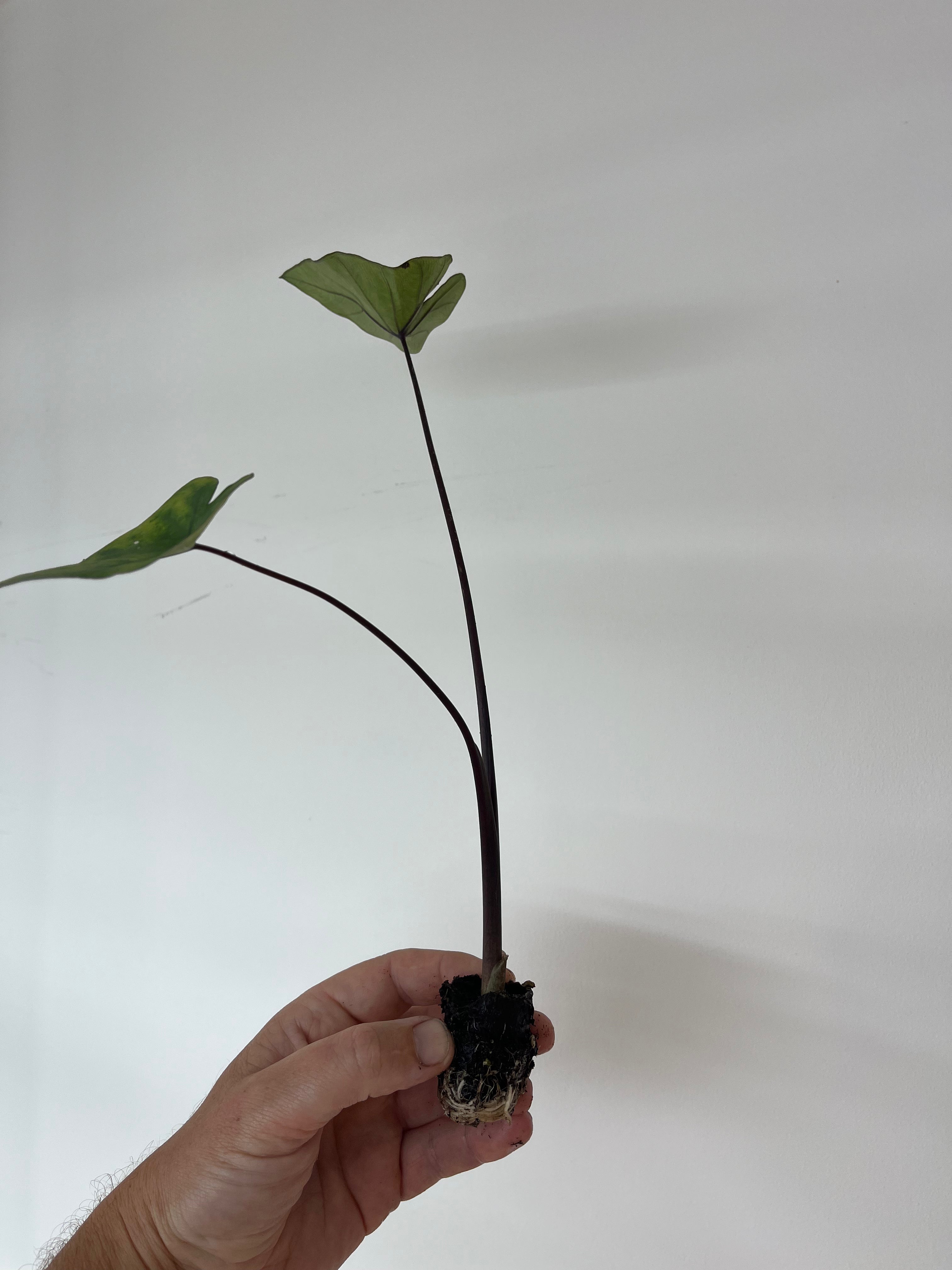 Colocasia Tea Cups