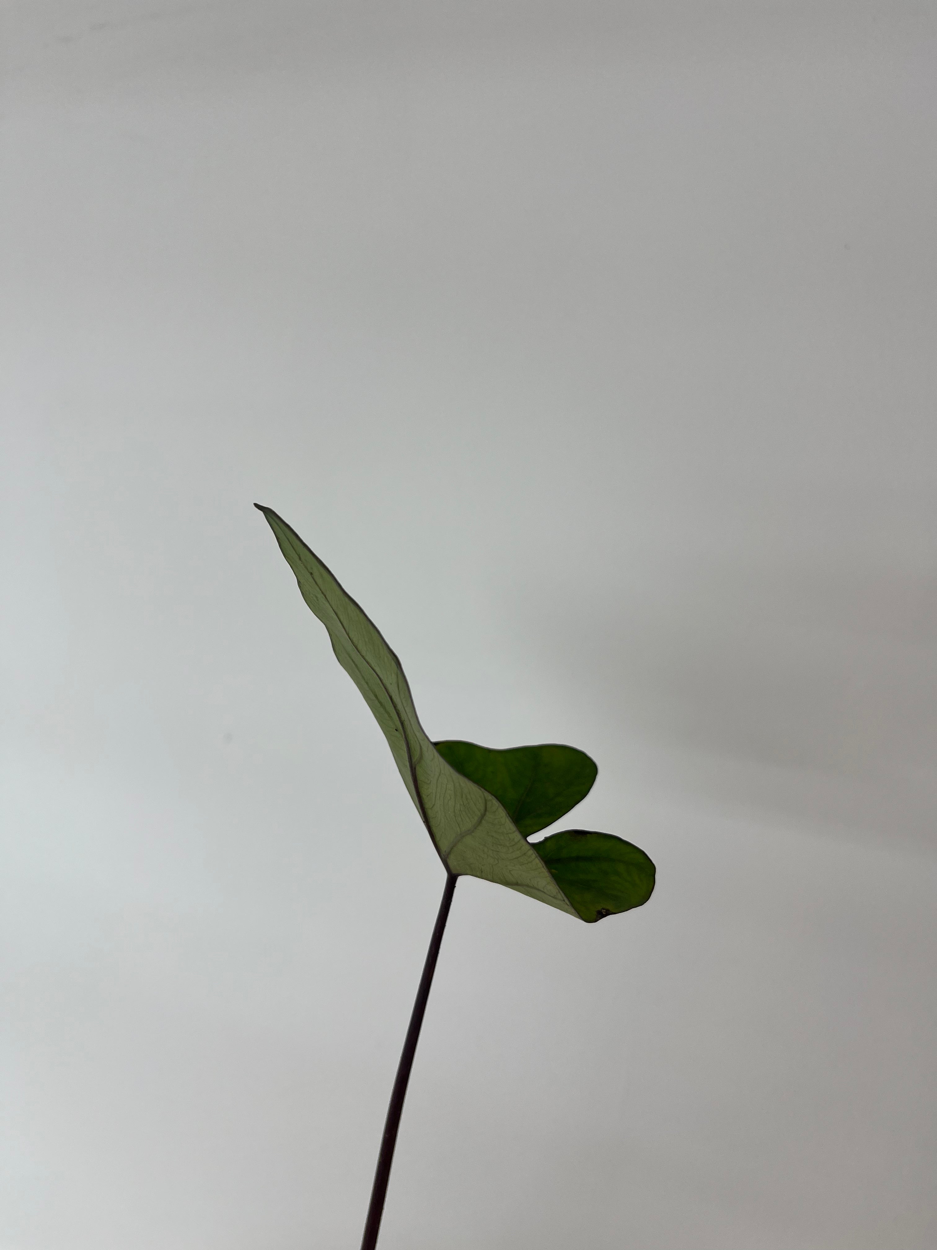 Colocasia Tea Cups