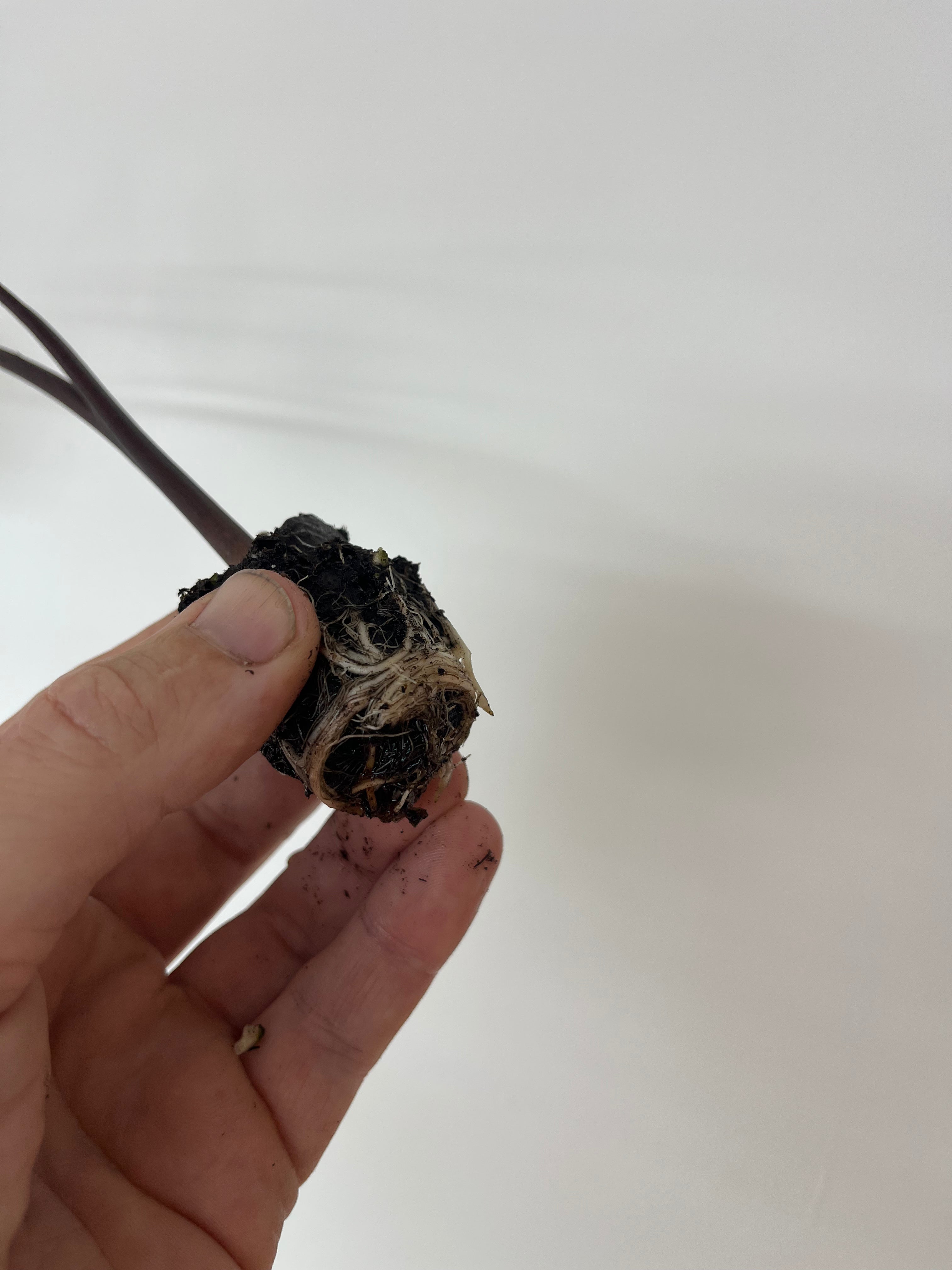 Colocasia Tea Cups