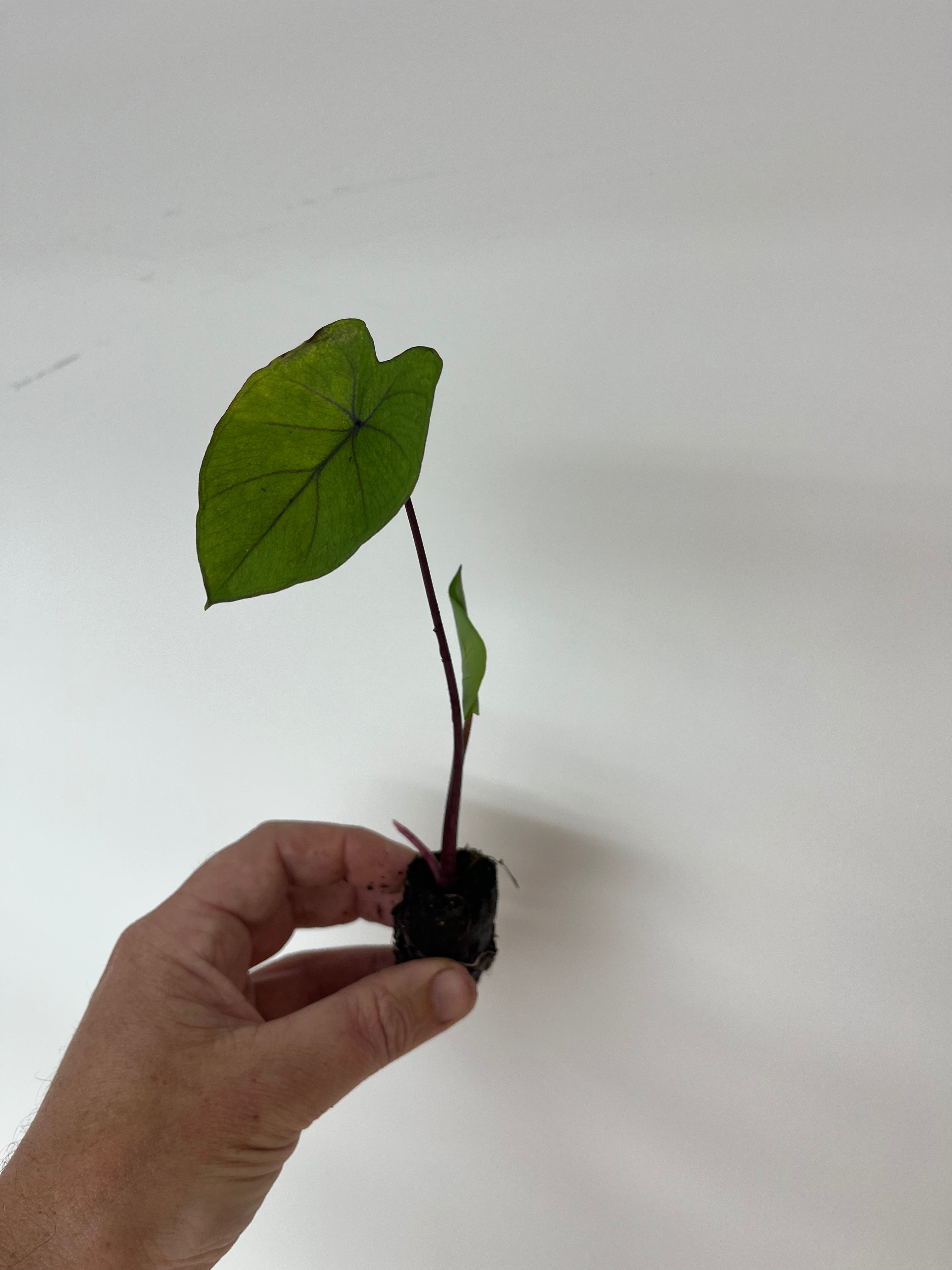 Colocasia Esculenta Fontenesii