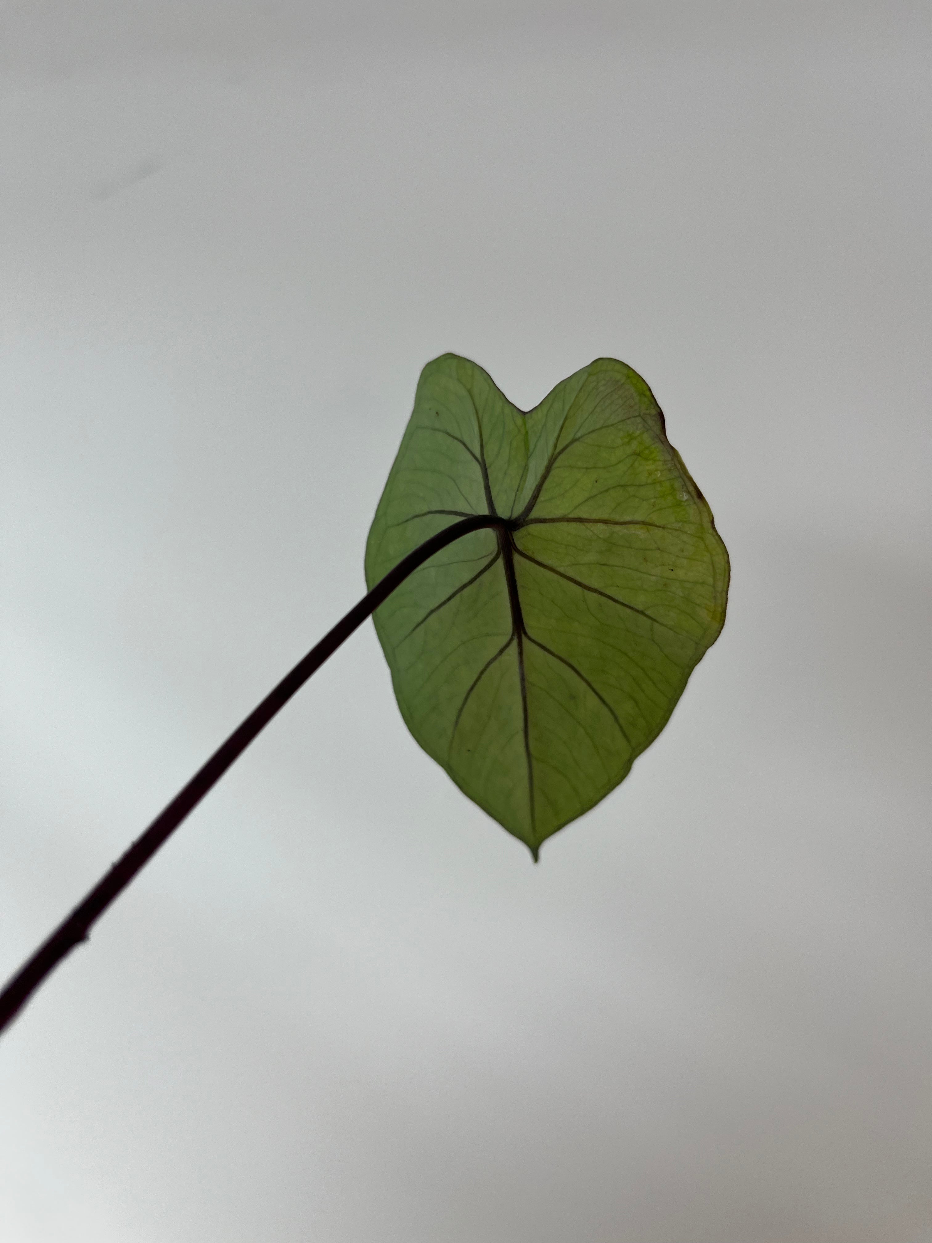 Colocasia Esculenta Fontenesii