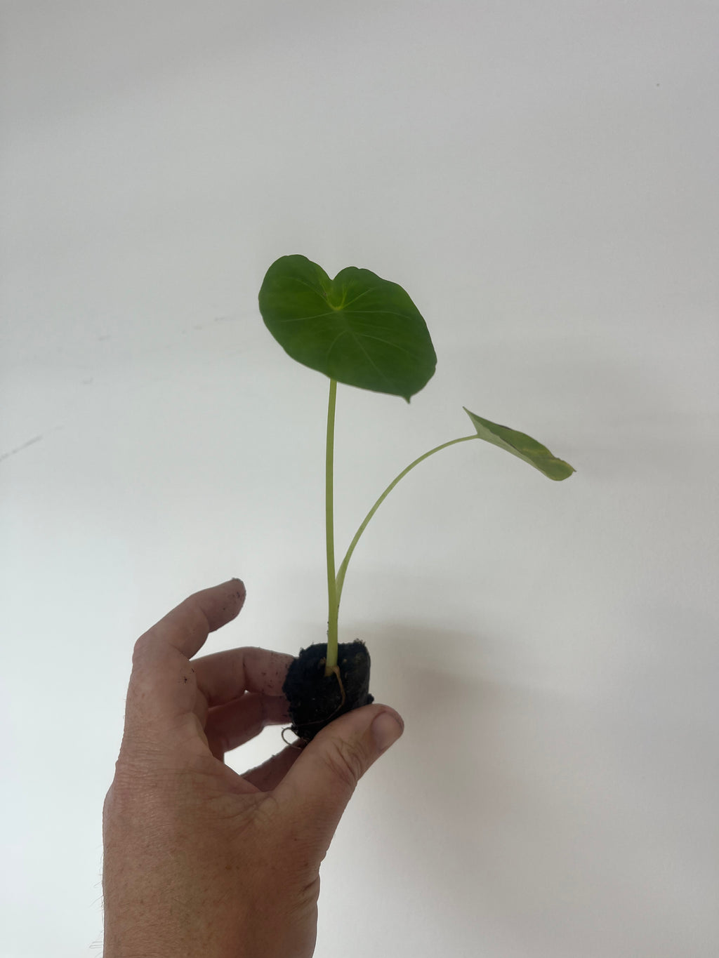 Colocasia Jack's Giant