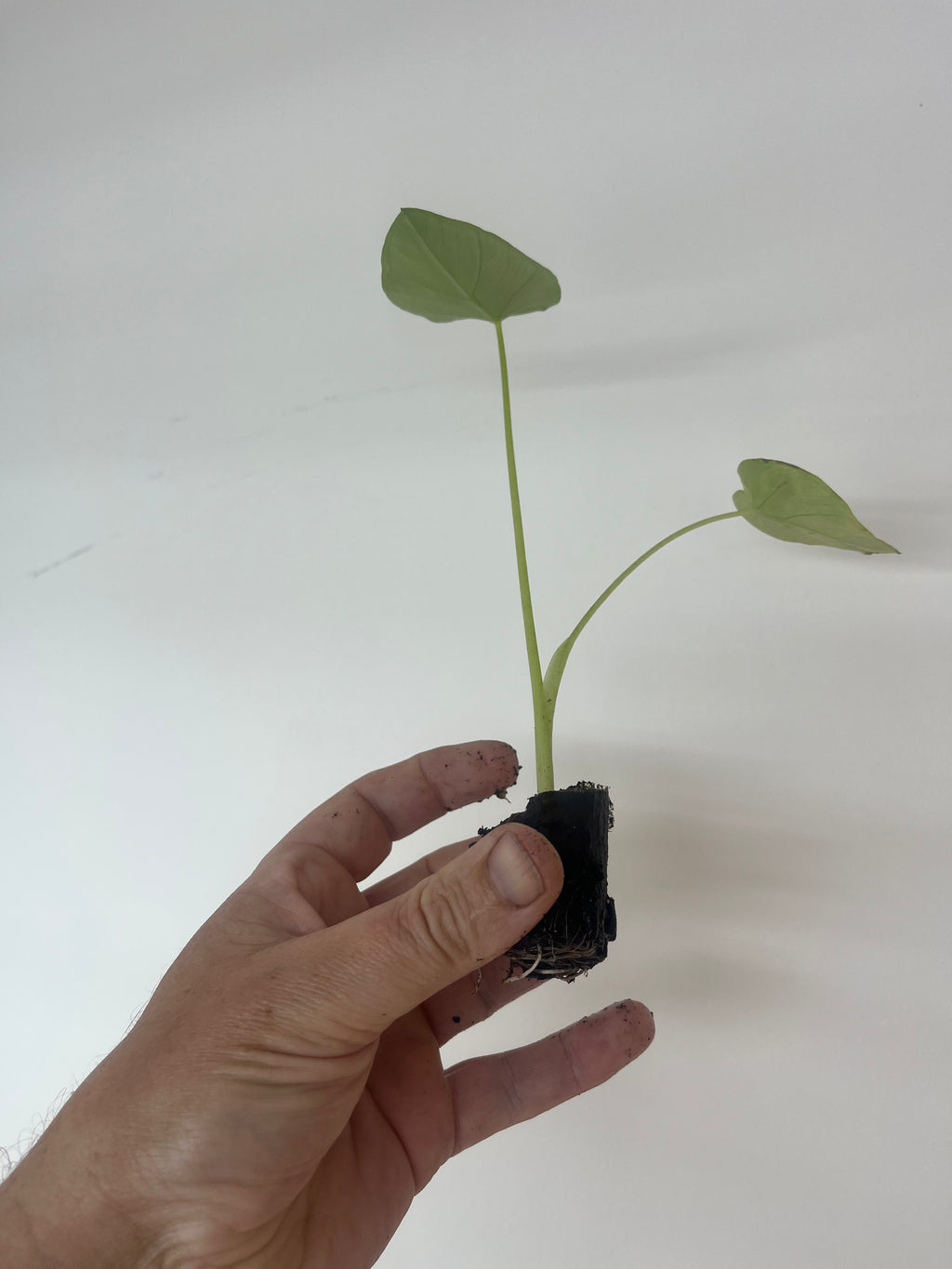 Colocasia Jack's Giant