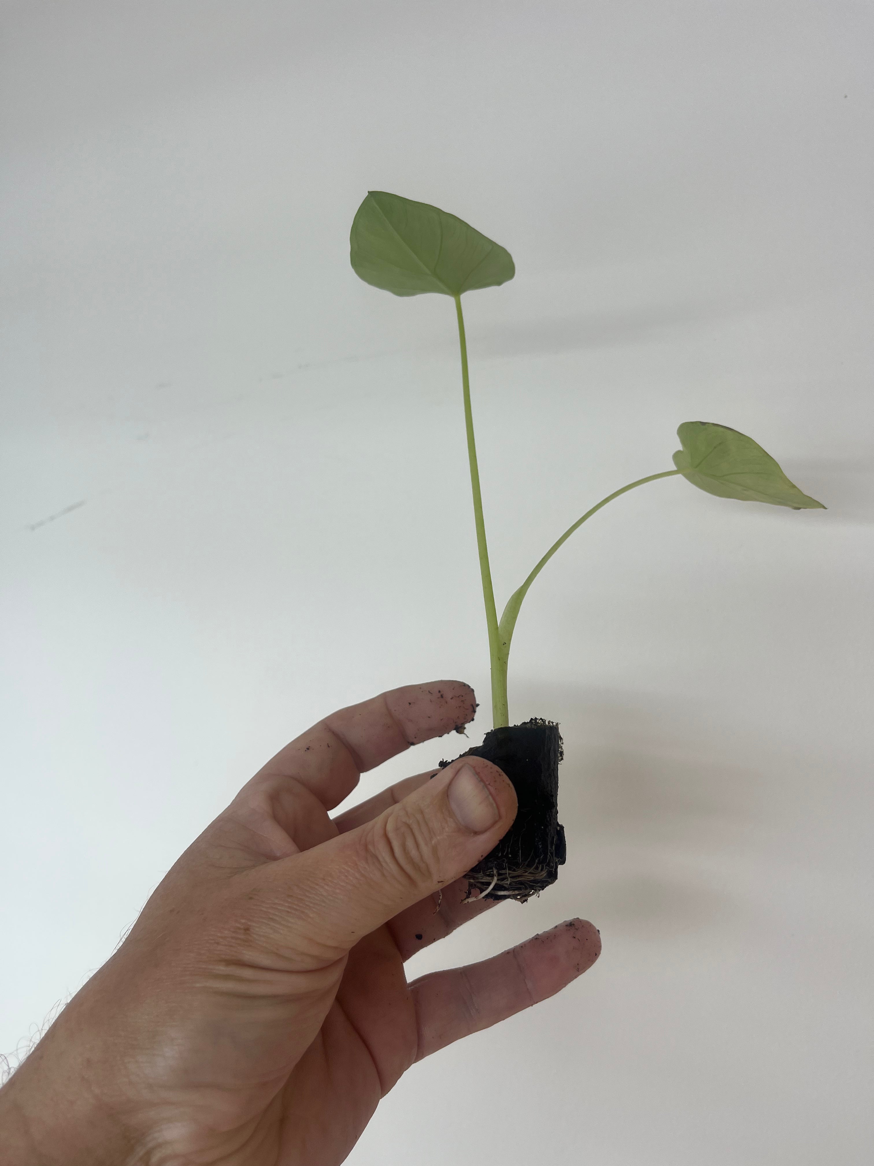 Colocasia Jack's Giant