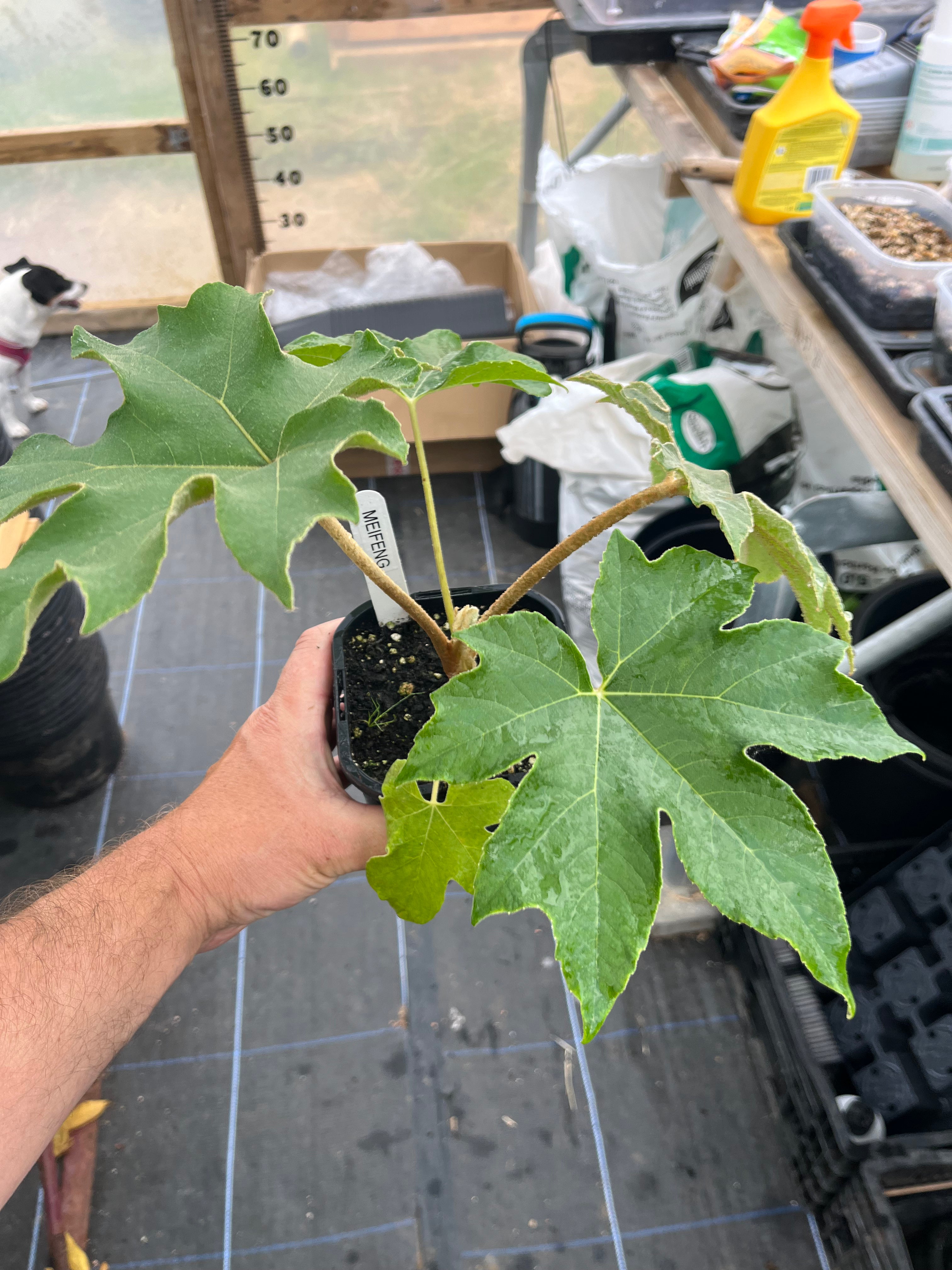 Tetrapanax Papyrifer Meifeng