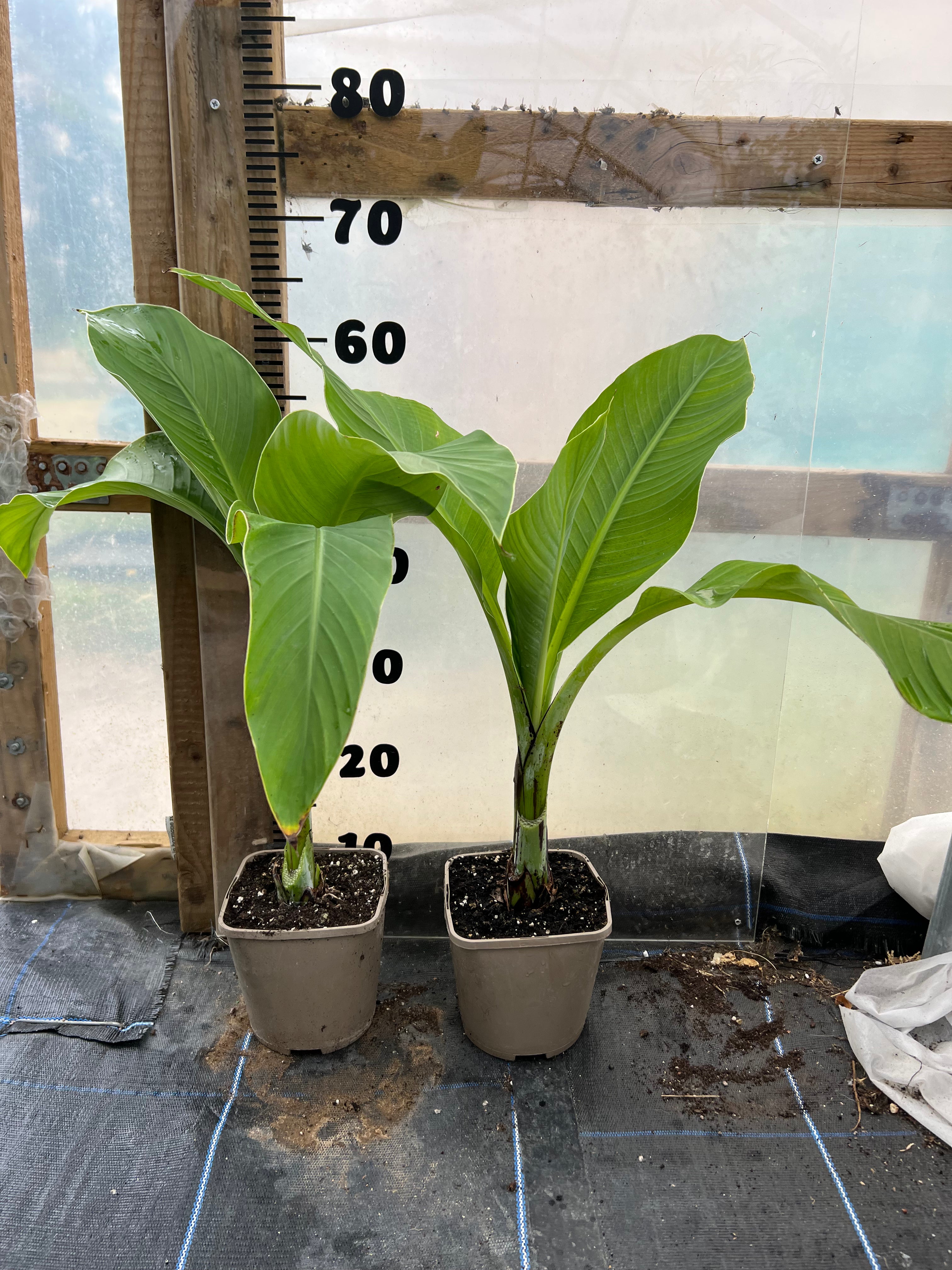 Ensete Gilletii