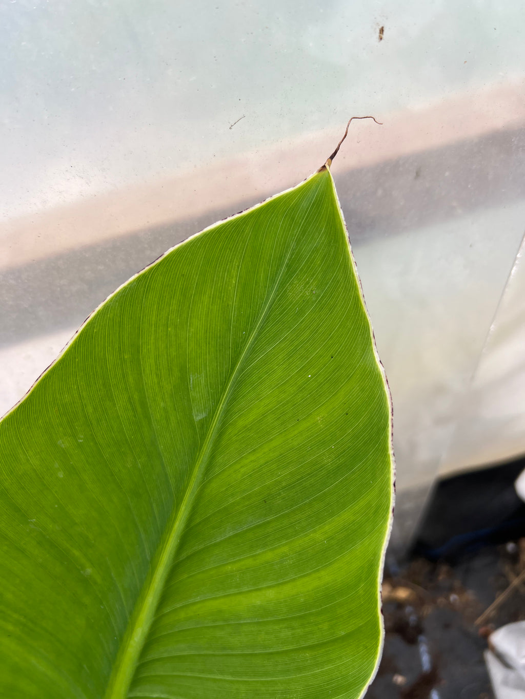 Ensete Gilletii