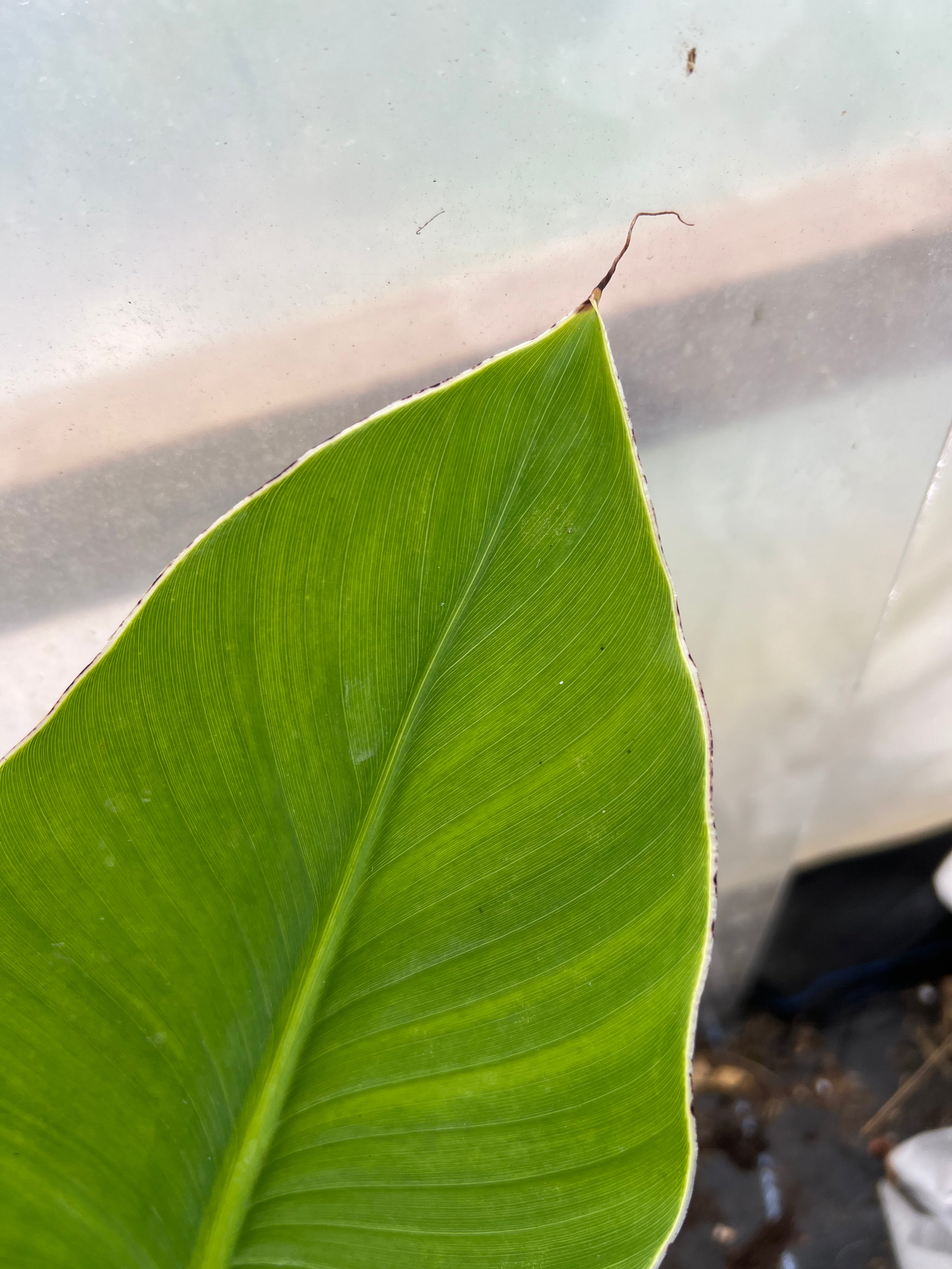Ensete Gilletii