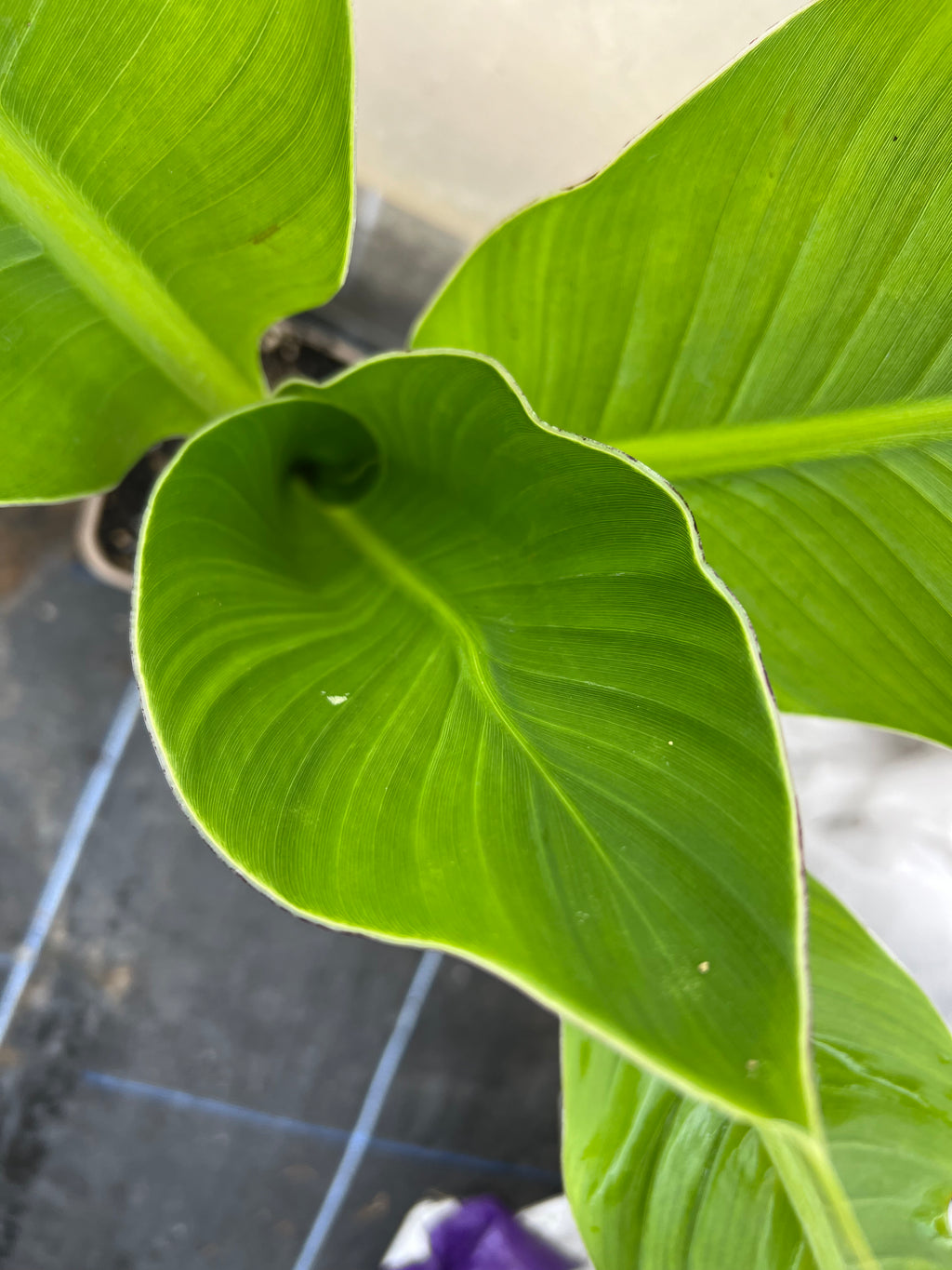 Ensete Gilletii