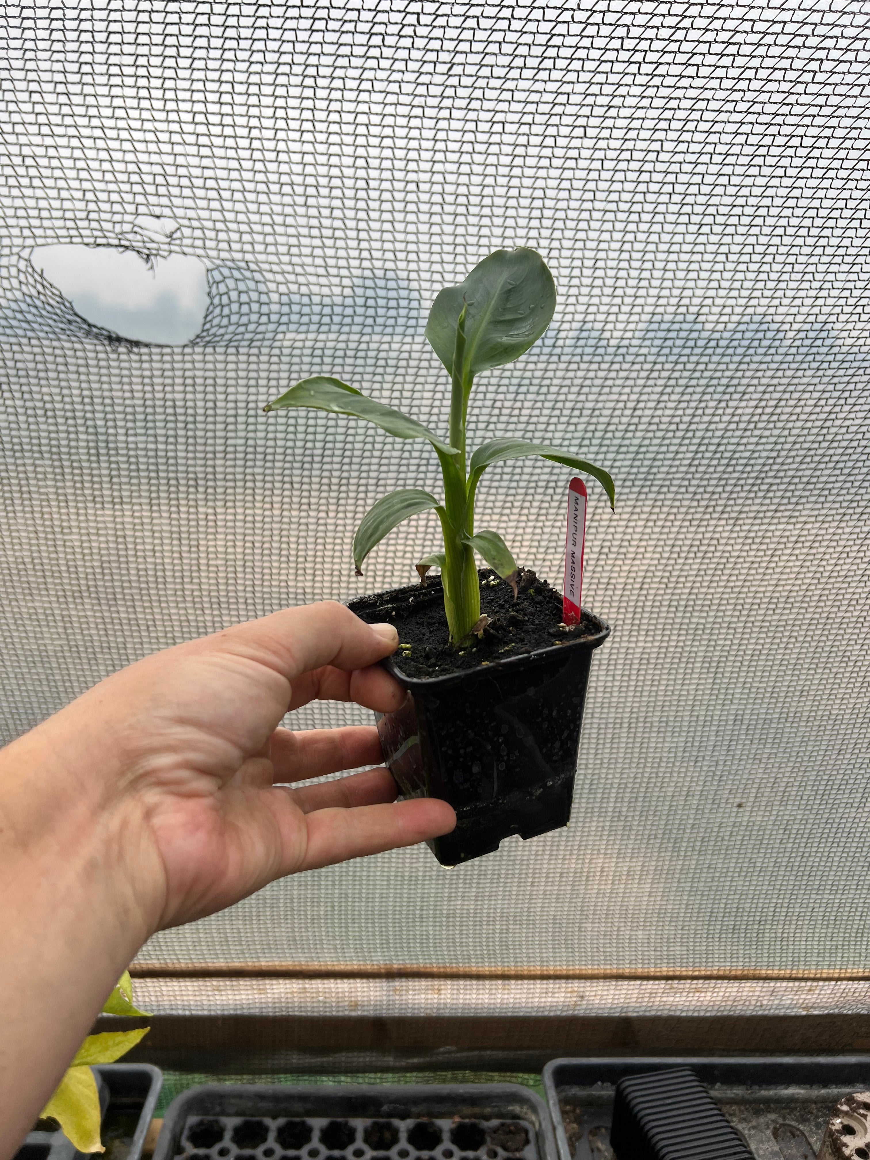 Musa Sikkimensis Manipur Massive