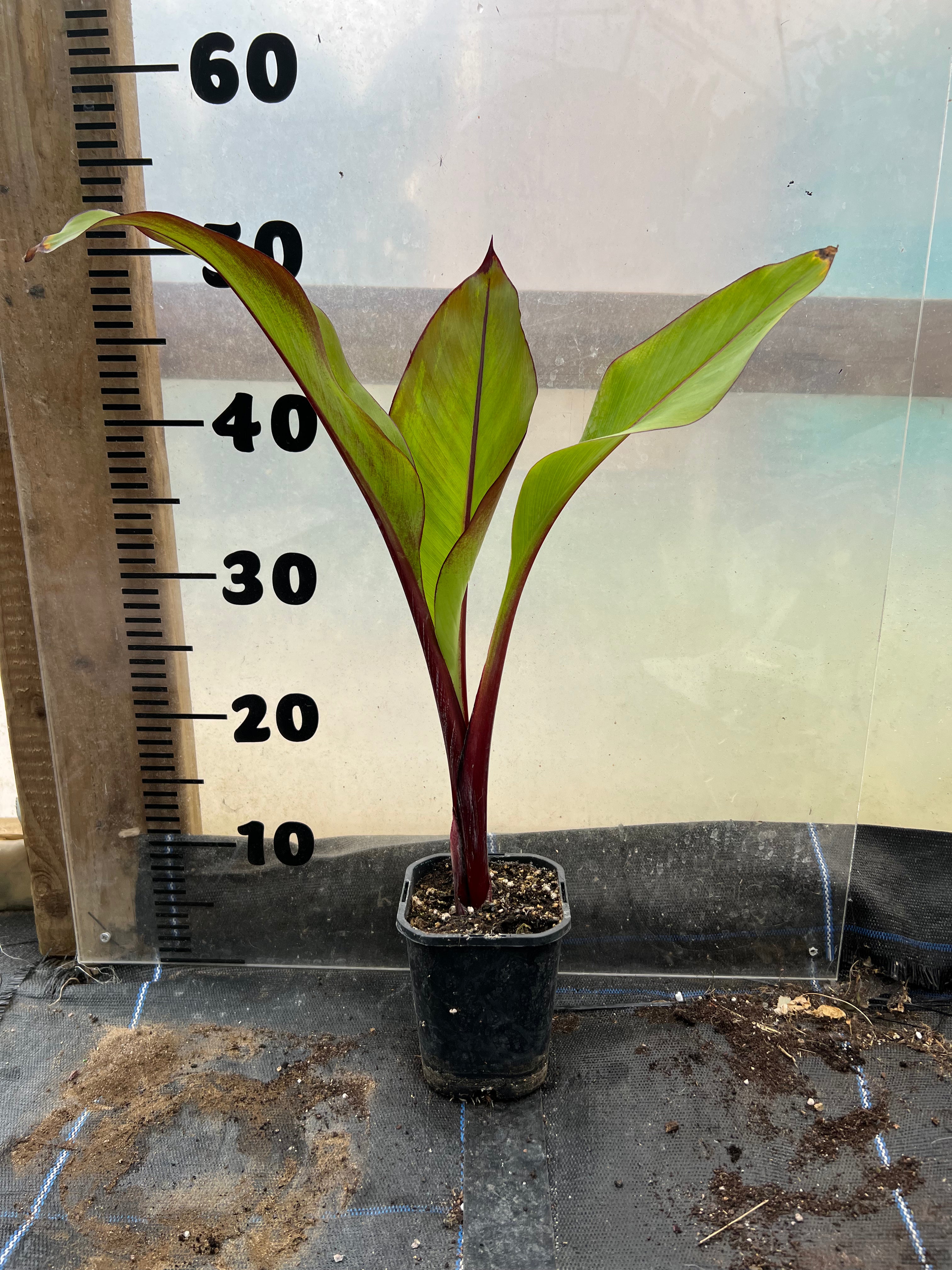 Ensete Ventricosum Montbeliardii