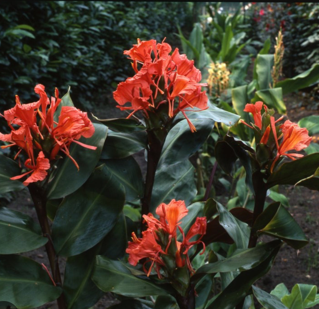 Hedychium Greenii