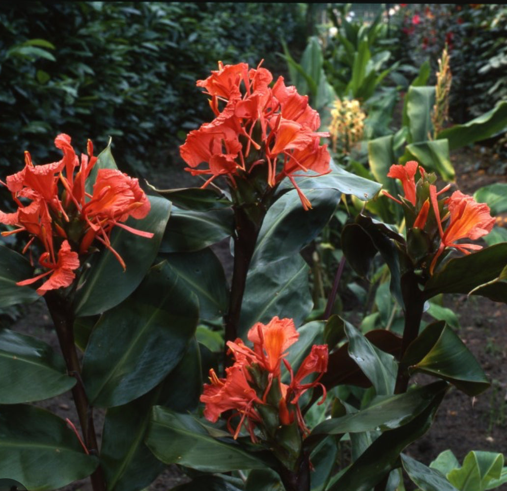 Hedychium Greenii