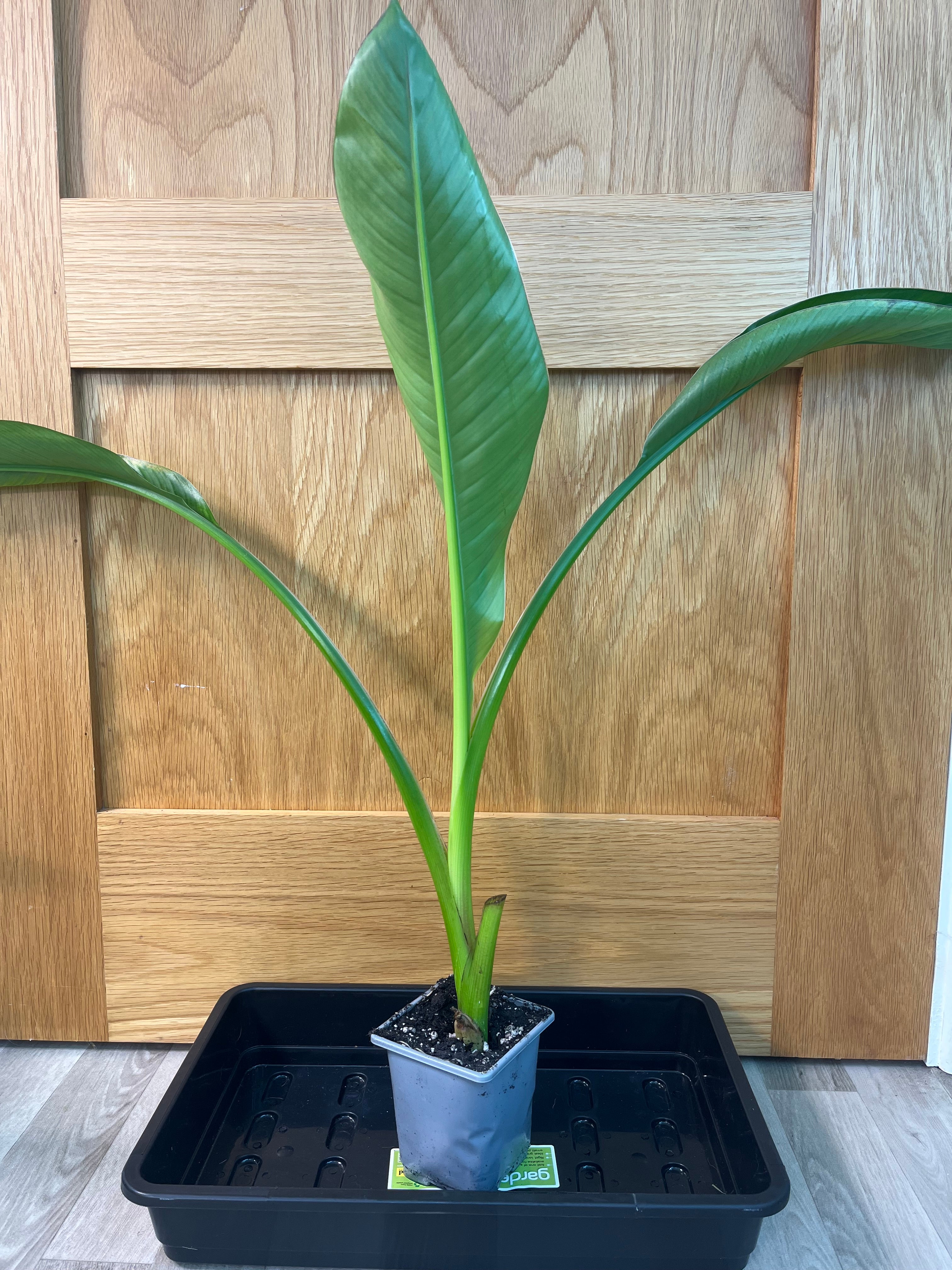 Ensete Ventricosum Hiniba