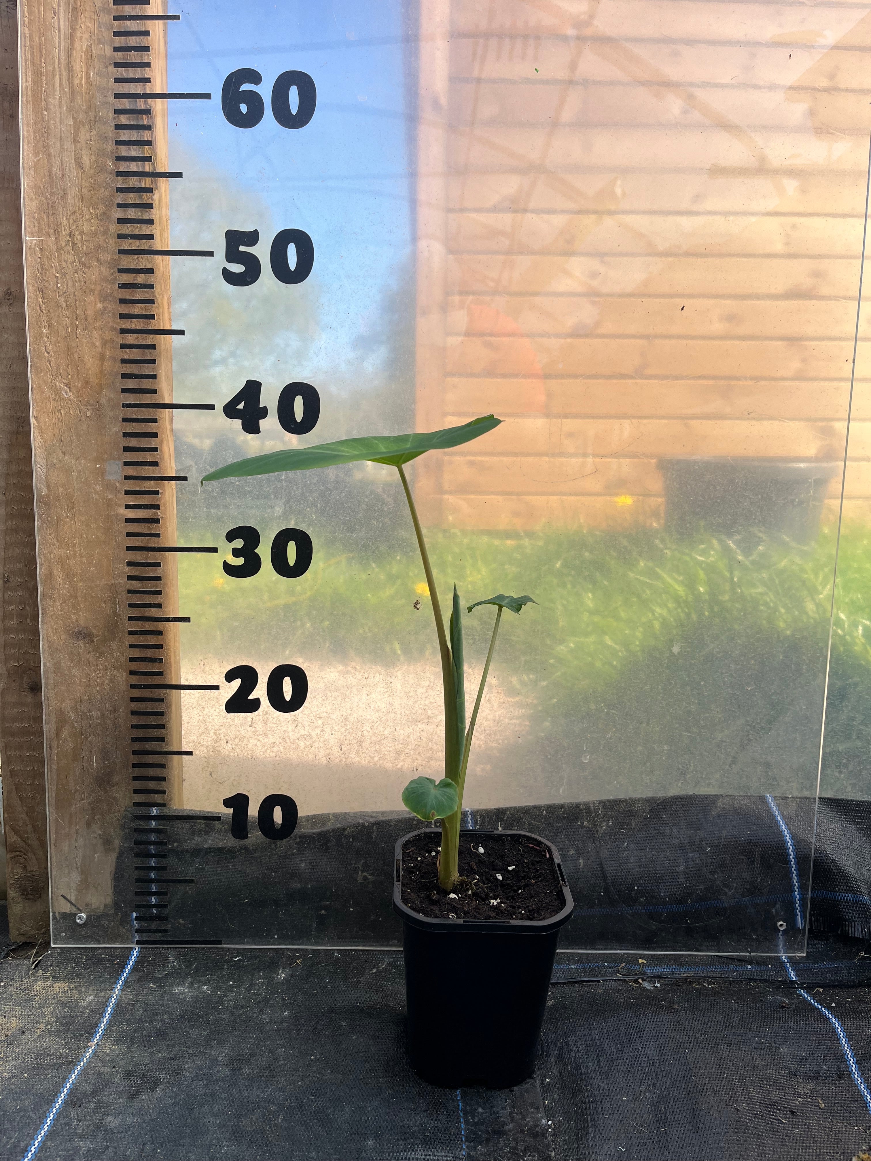 Colocasia Waikiki
