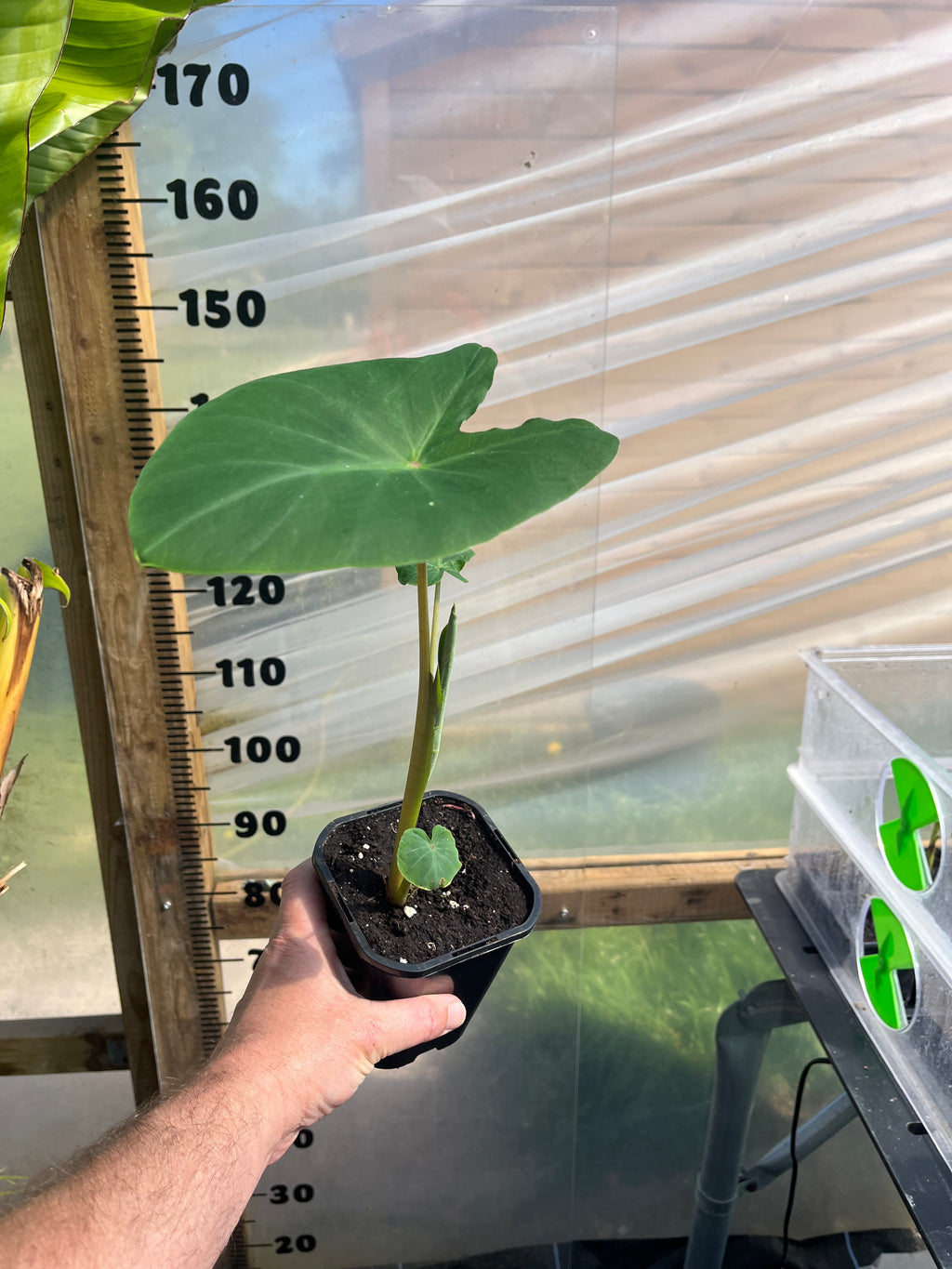Colocasia Waikiki