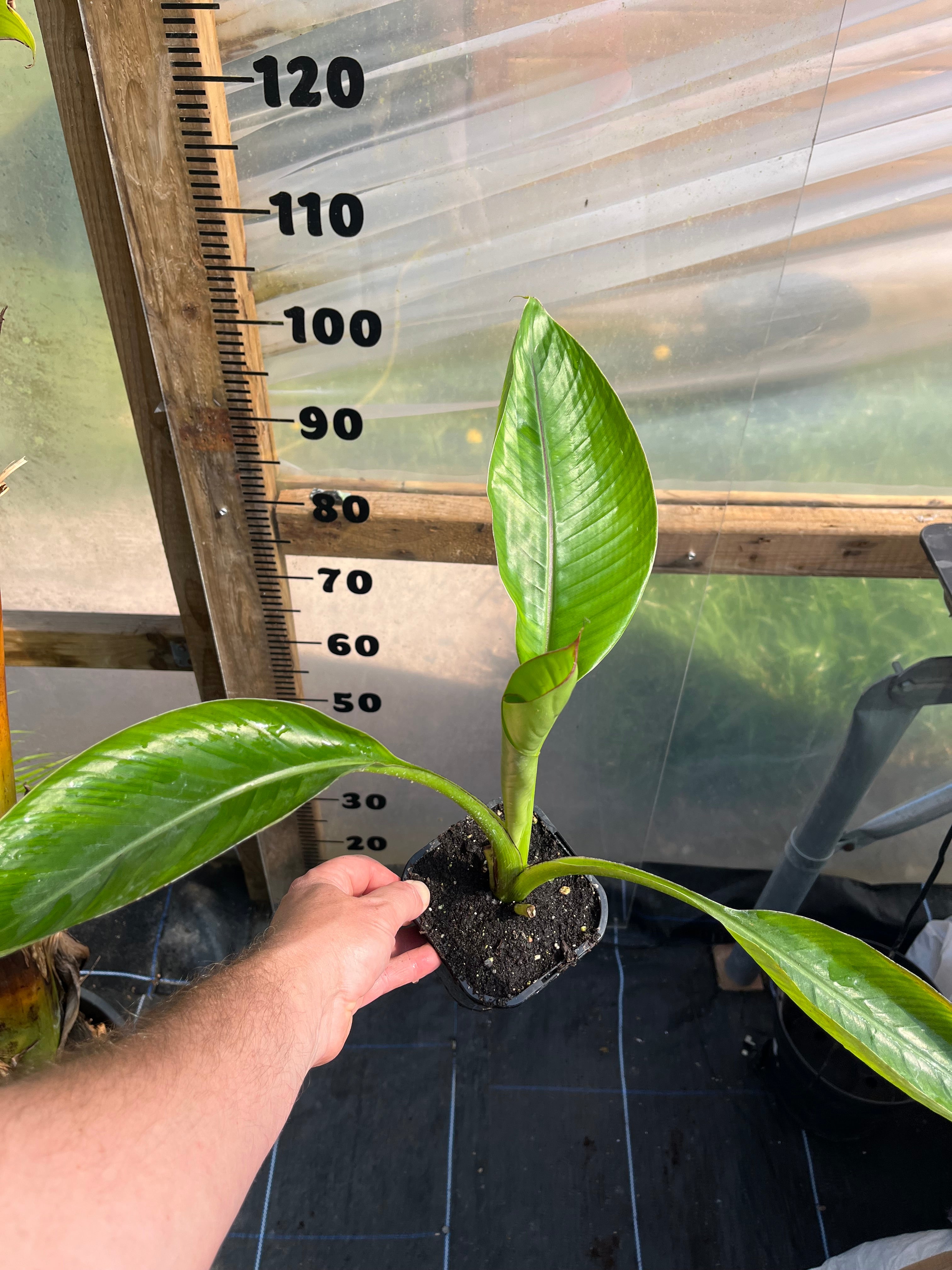 Ensete Ventricosum Hiniba