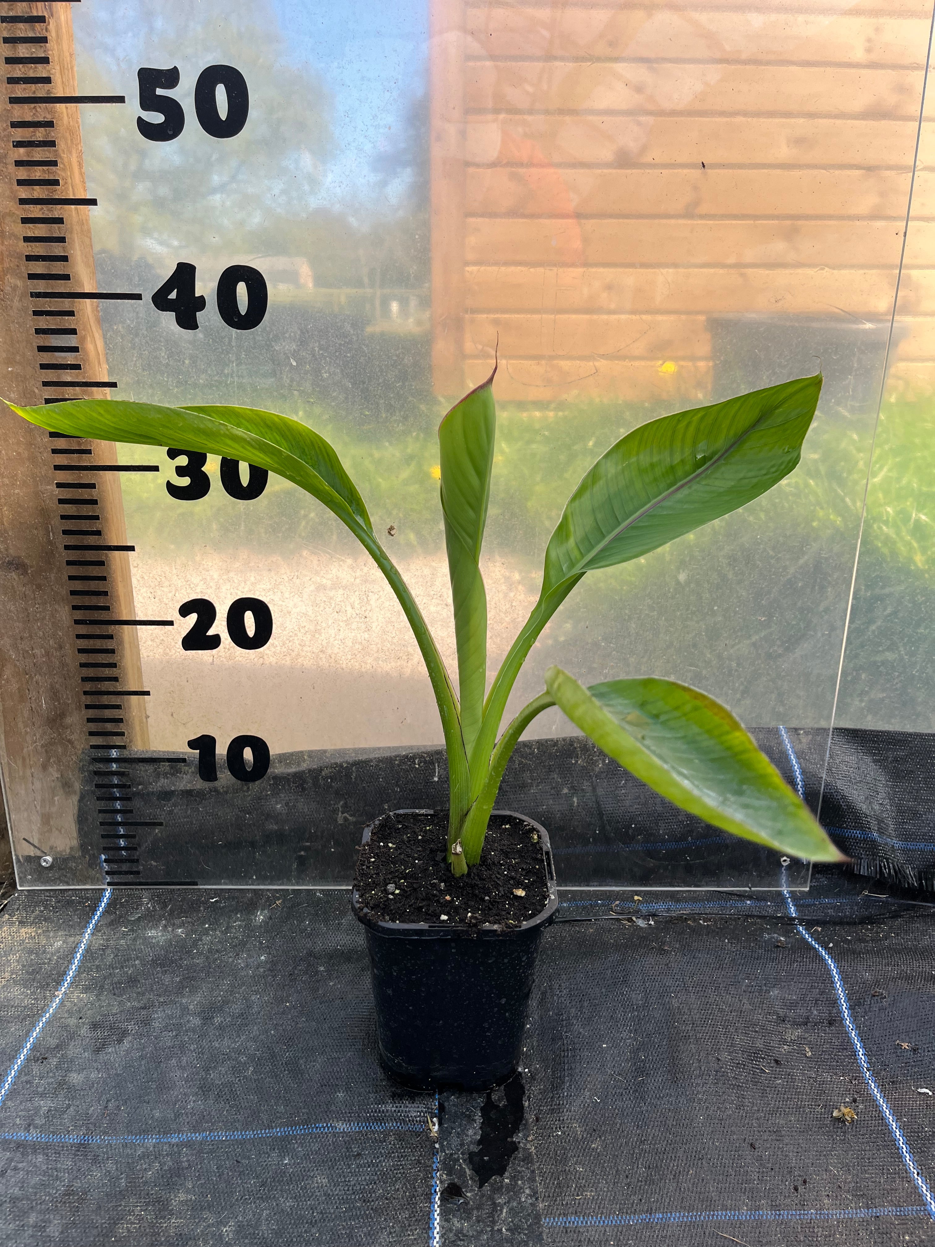 Ensete Ventricosum Hiniba