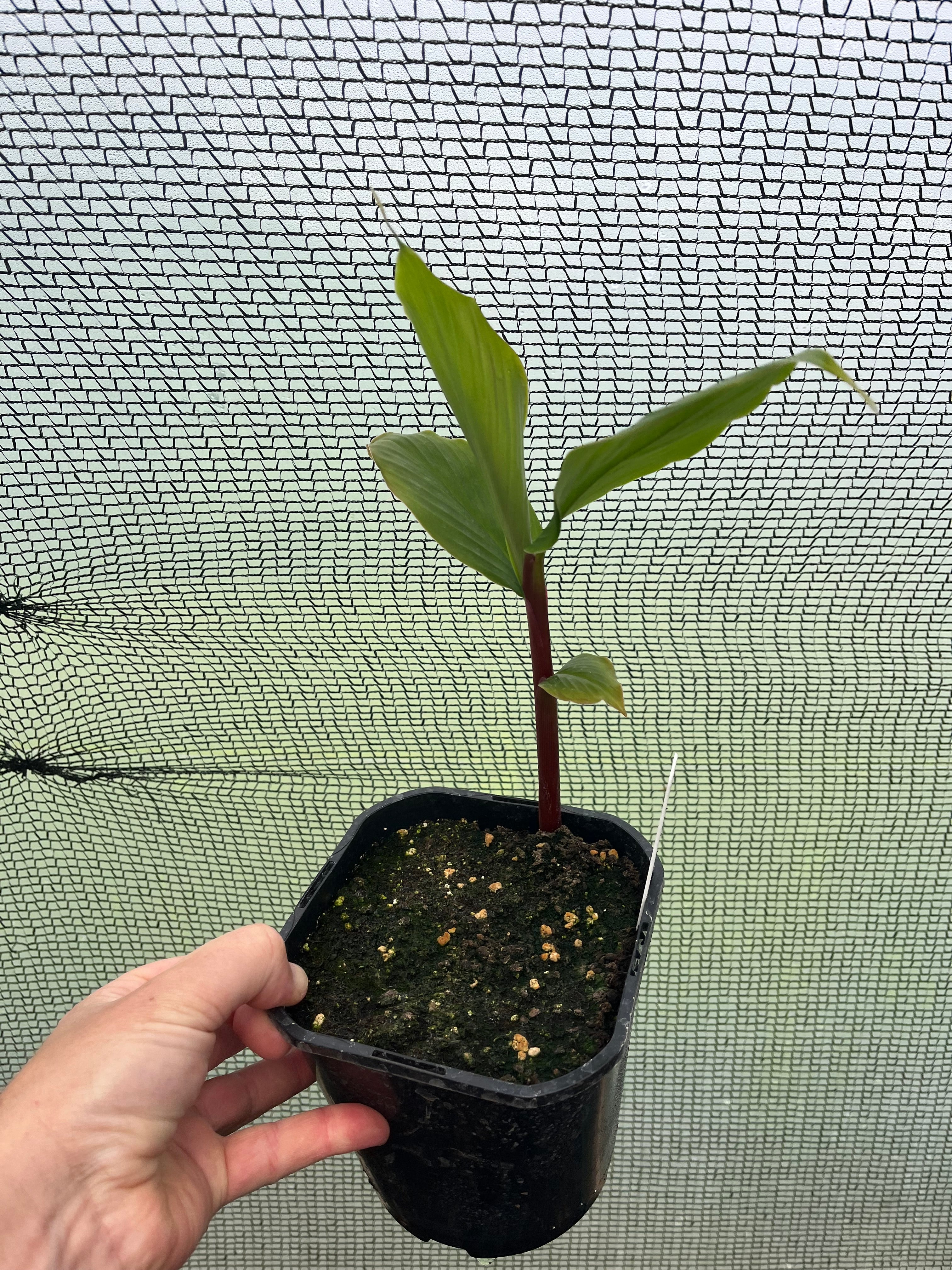 Cautleya Spicata