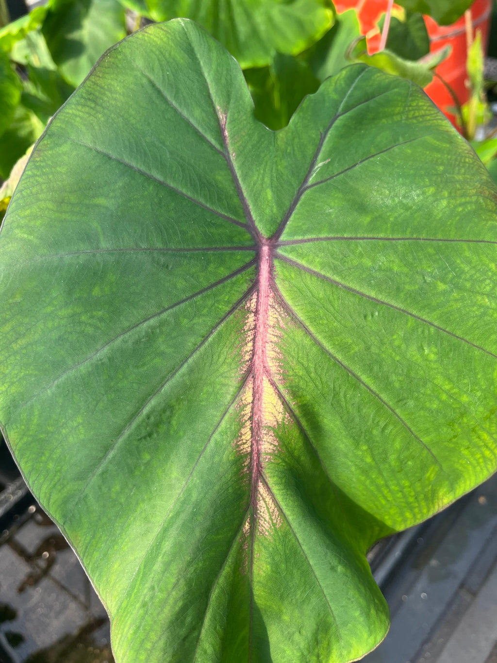 Colocasia Madeira Star