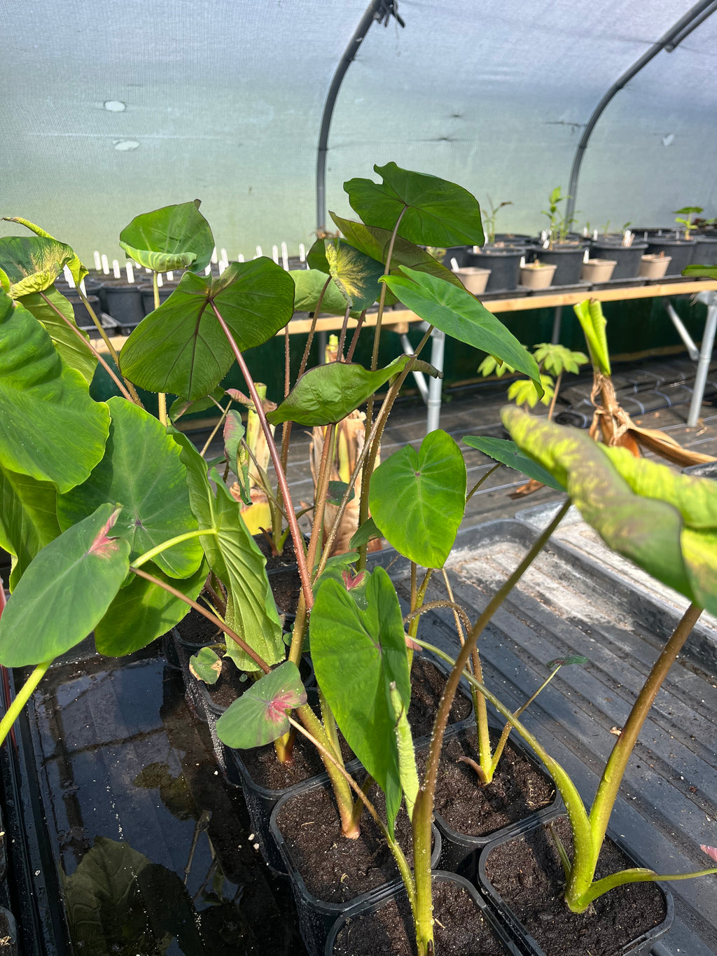 Colocasia Madeira Star