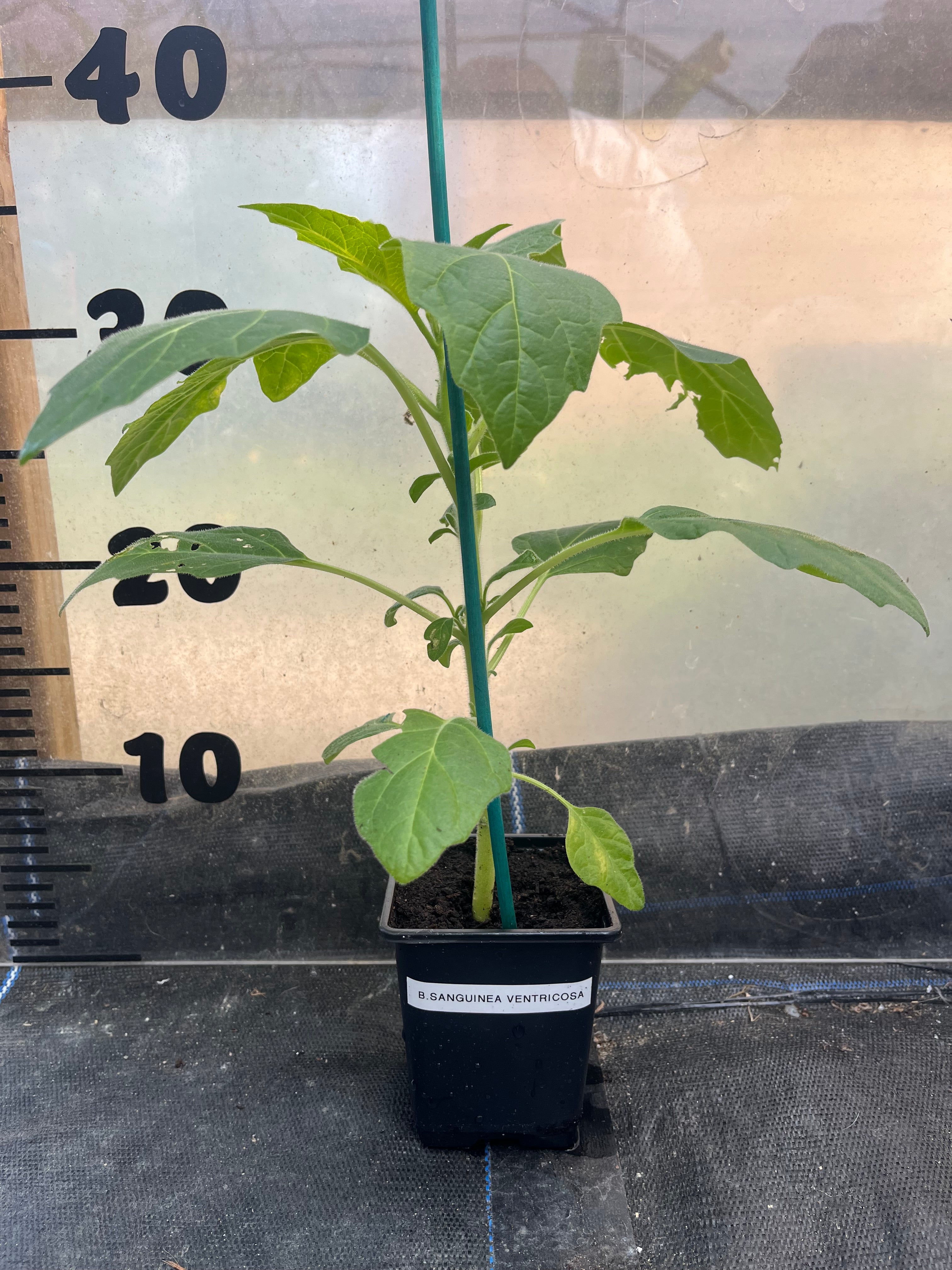 Brugmansia Sanguinea Hot Red