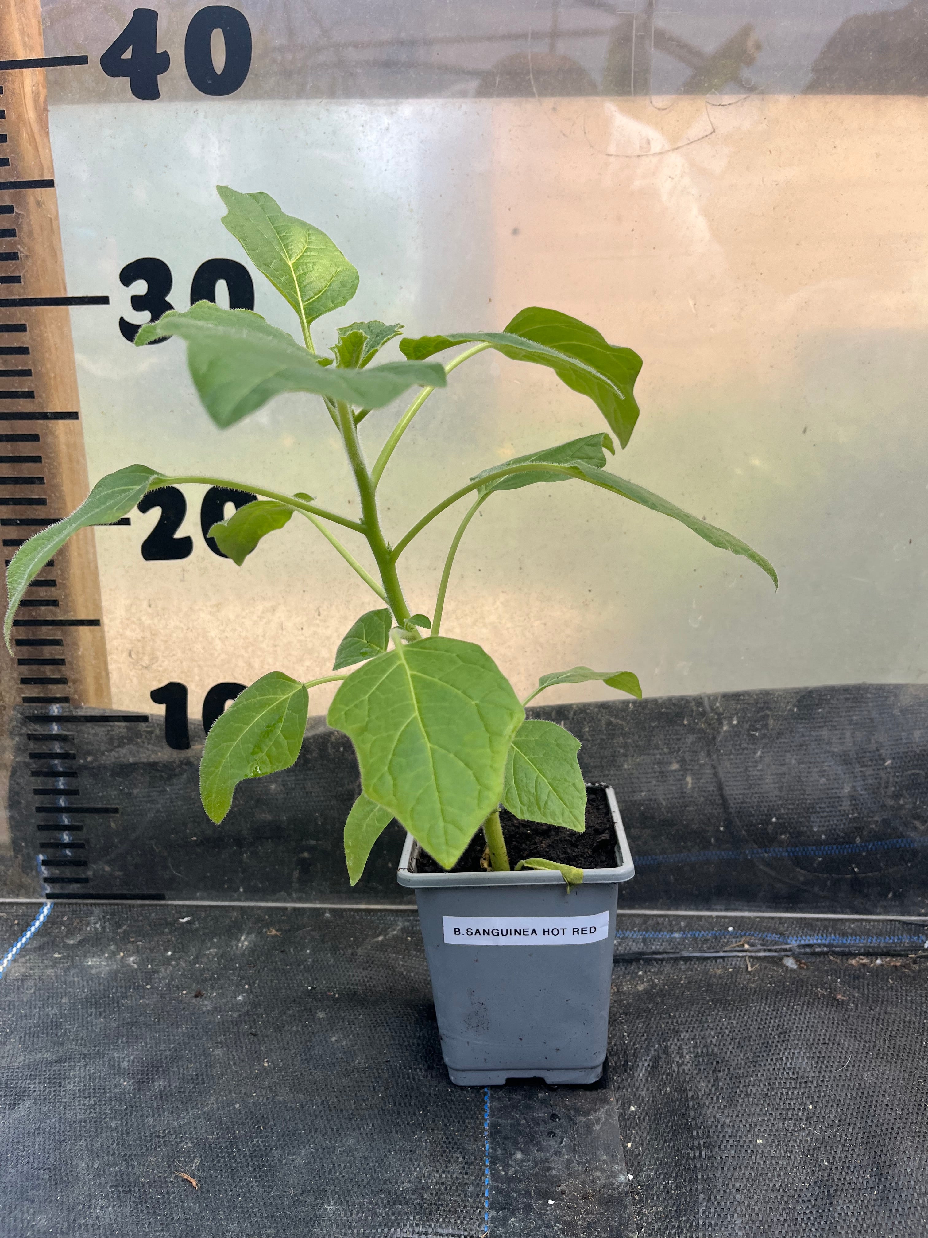 Brugmansia Sanguinea Ventricosa