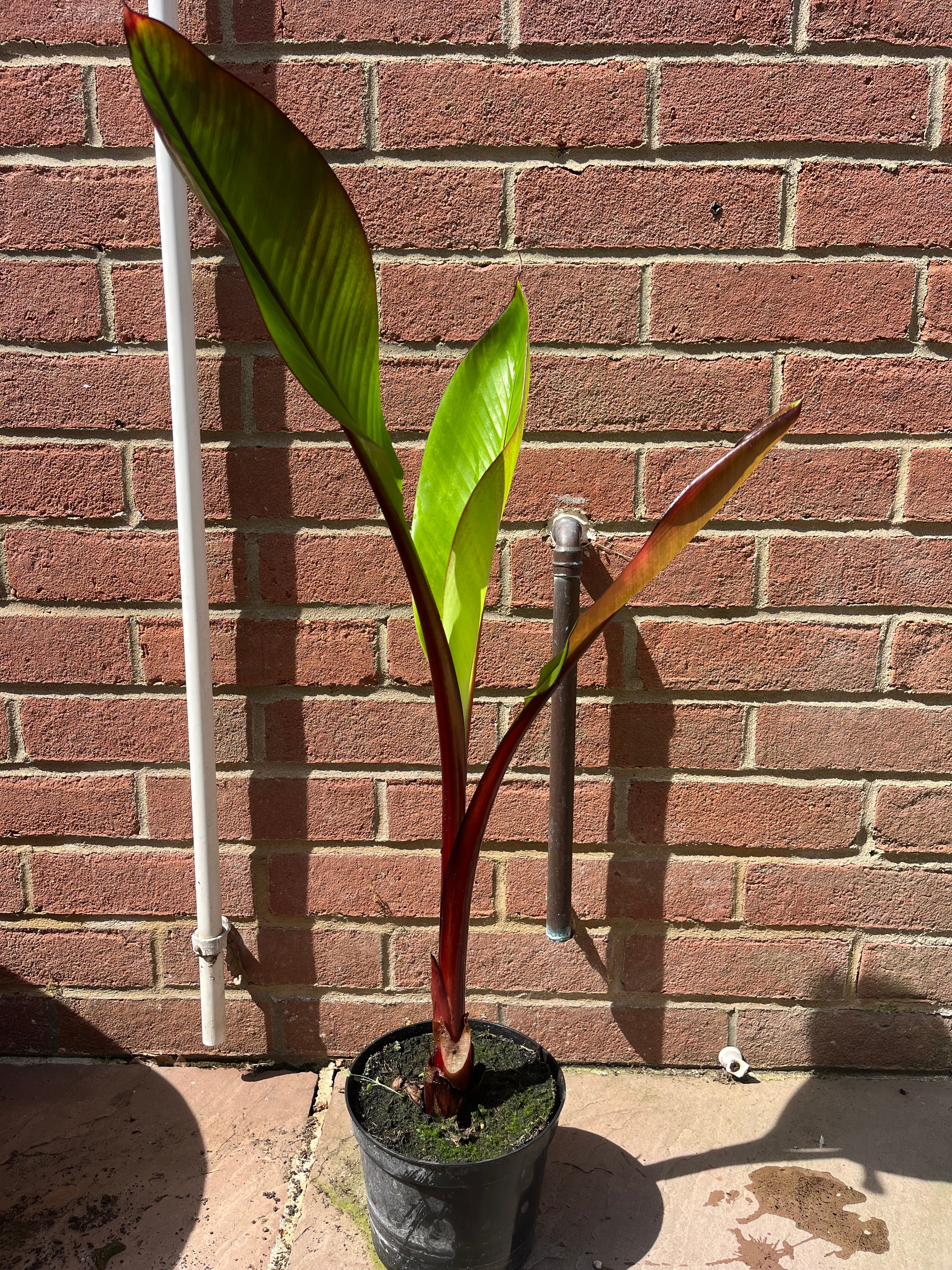 Ensete Ventricosum Montbeliardii