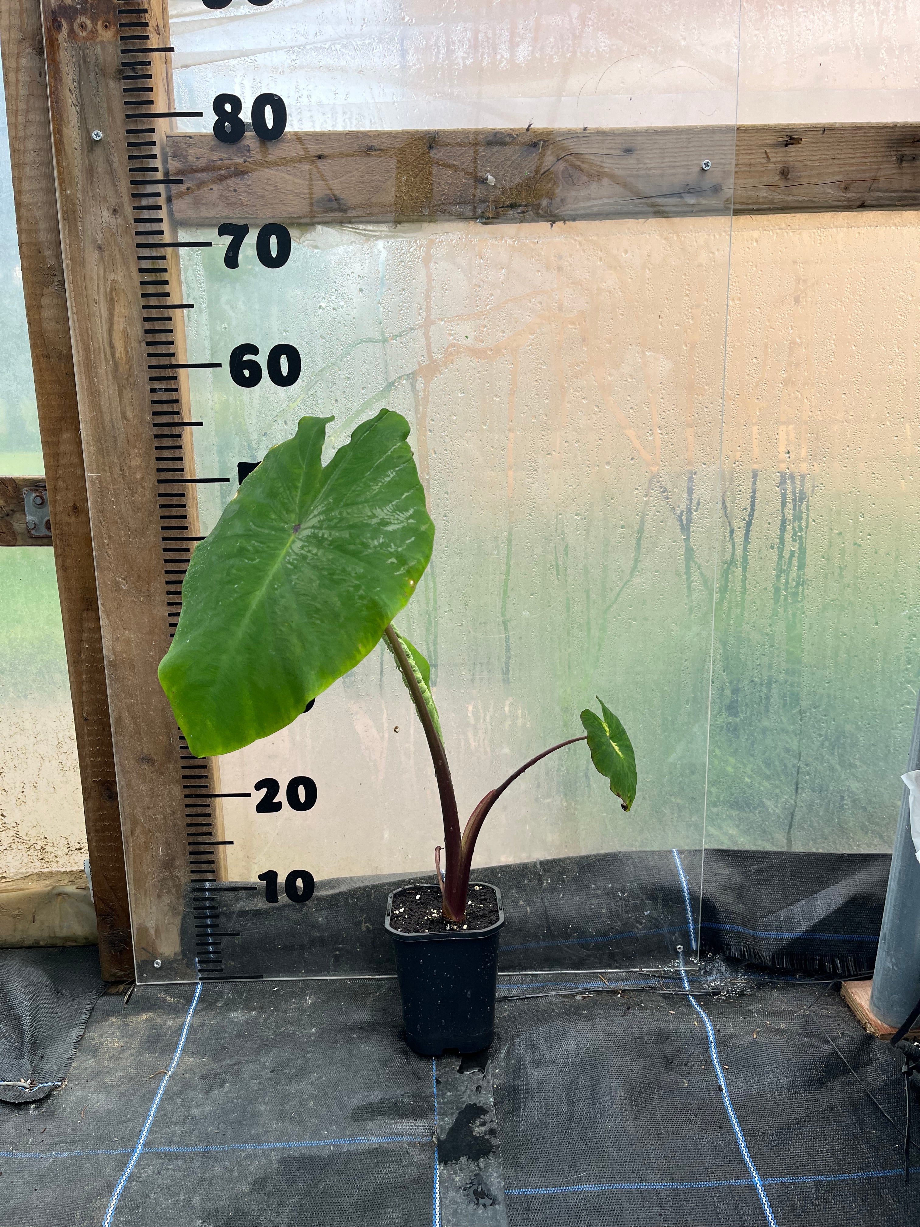 Colocasia Waikiki