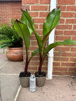 Ensete Ventricosum Montbeliardii