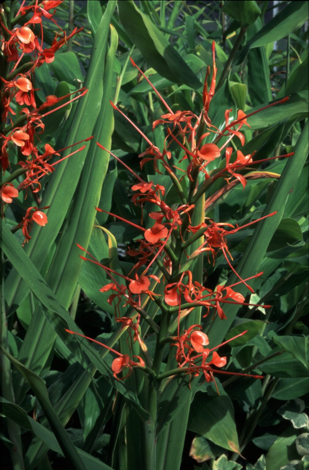 Hedychium Aurantiacum