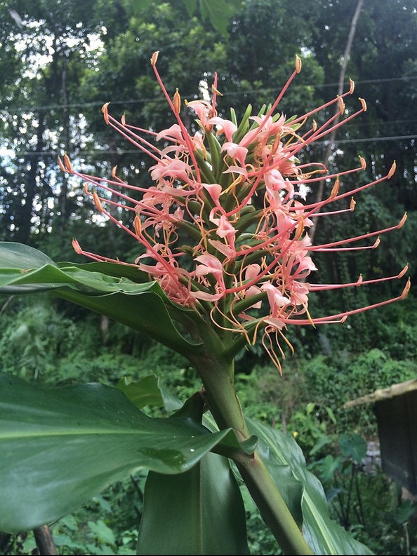 Hedychium Himalayan Lipstick