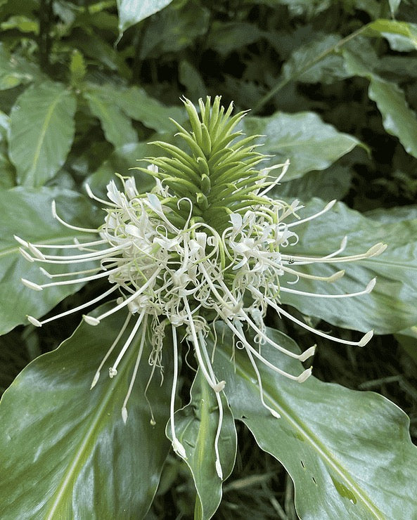 Hedychium Thyrsiforme