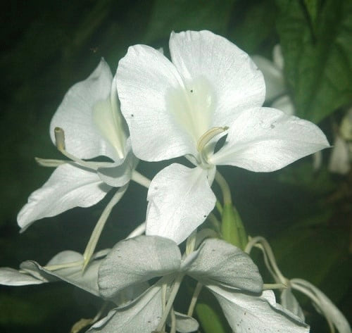 Hedychium Coronarium