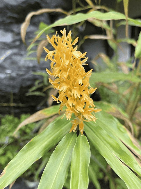 Hedychium Densiflorum