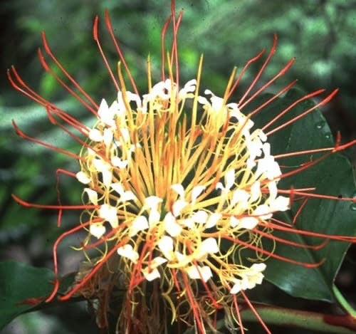 Hedychium Ellipticum