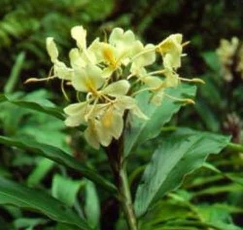 Hedychium Flavescens