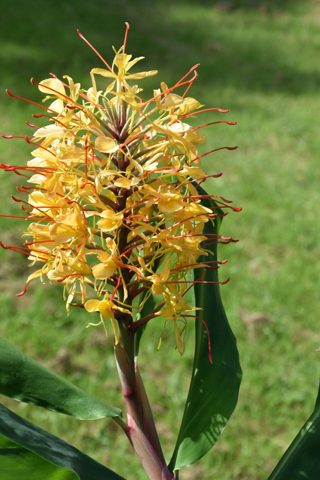 Hedychium Gardnerianum