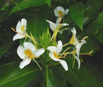 Hedychium Goldspot