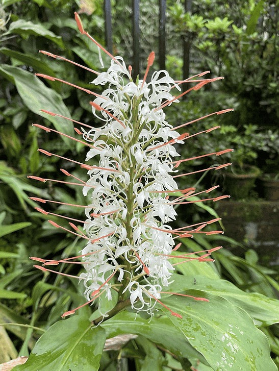 Hedychium Griffithianum