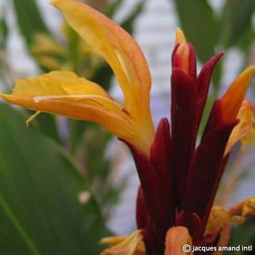 Cautleya Spicata