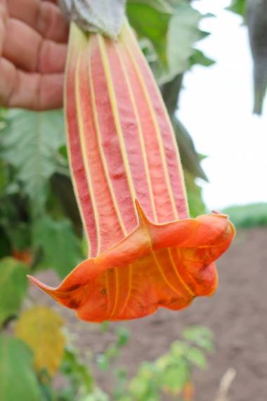 Brugmansia Sanguinea Ventricosa