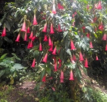 Brugmansia Sanguinea Hot Red