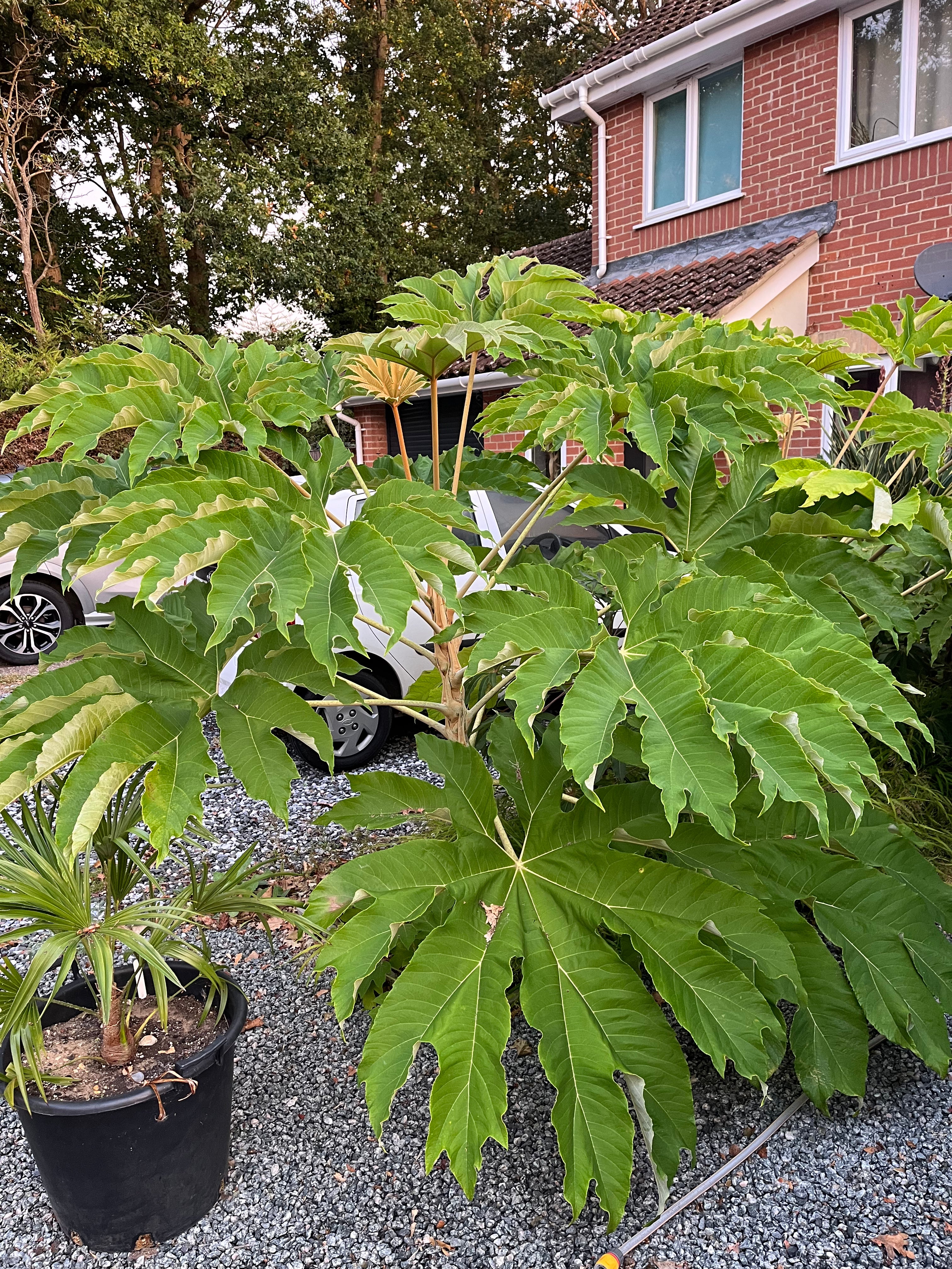 Tetrapanax Papyrifer NOID
