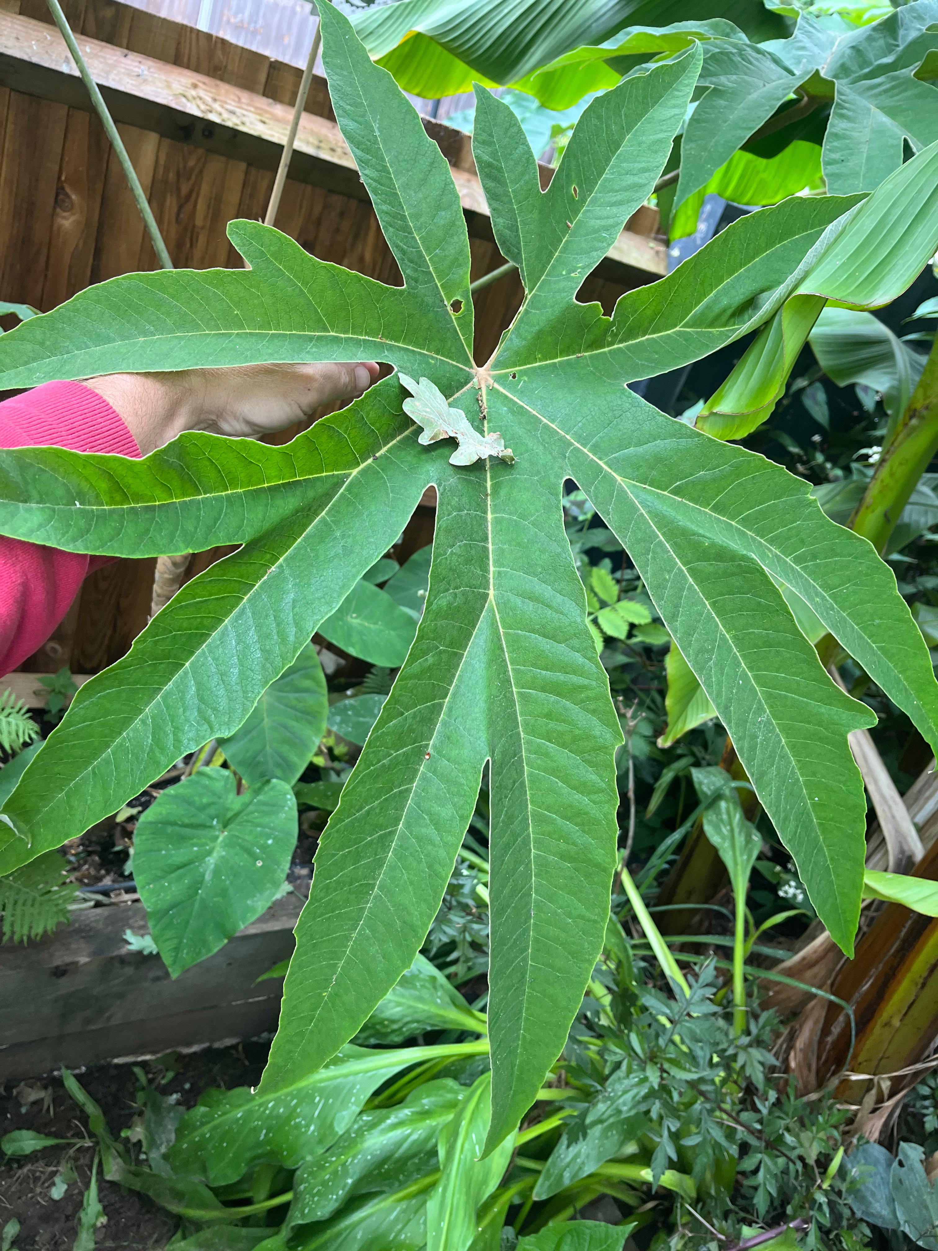 Tetrapanax Papyrifer Rex (Mulu Form)