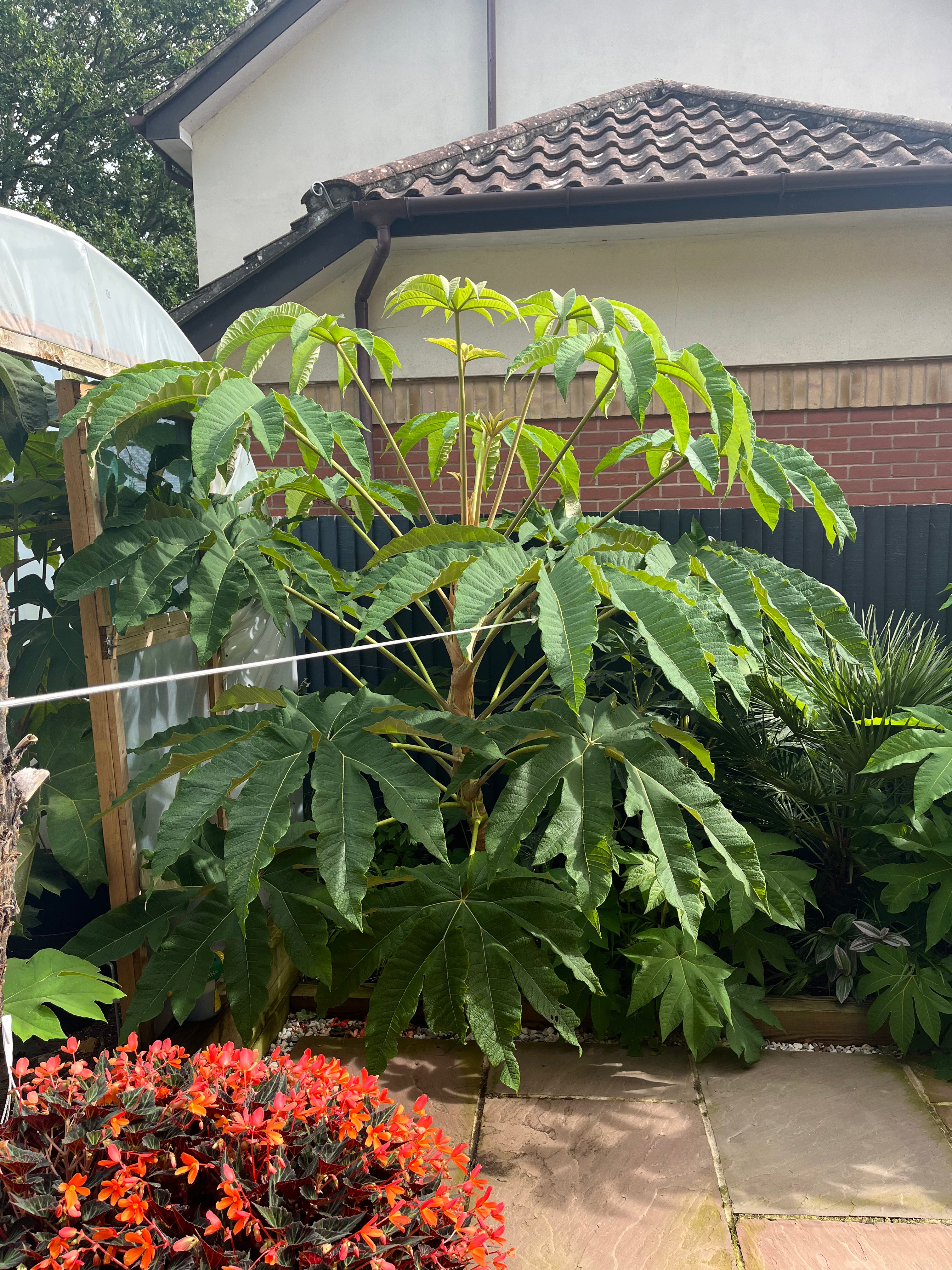 Tetrapanax Papyrifer Crete Lodge Rex