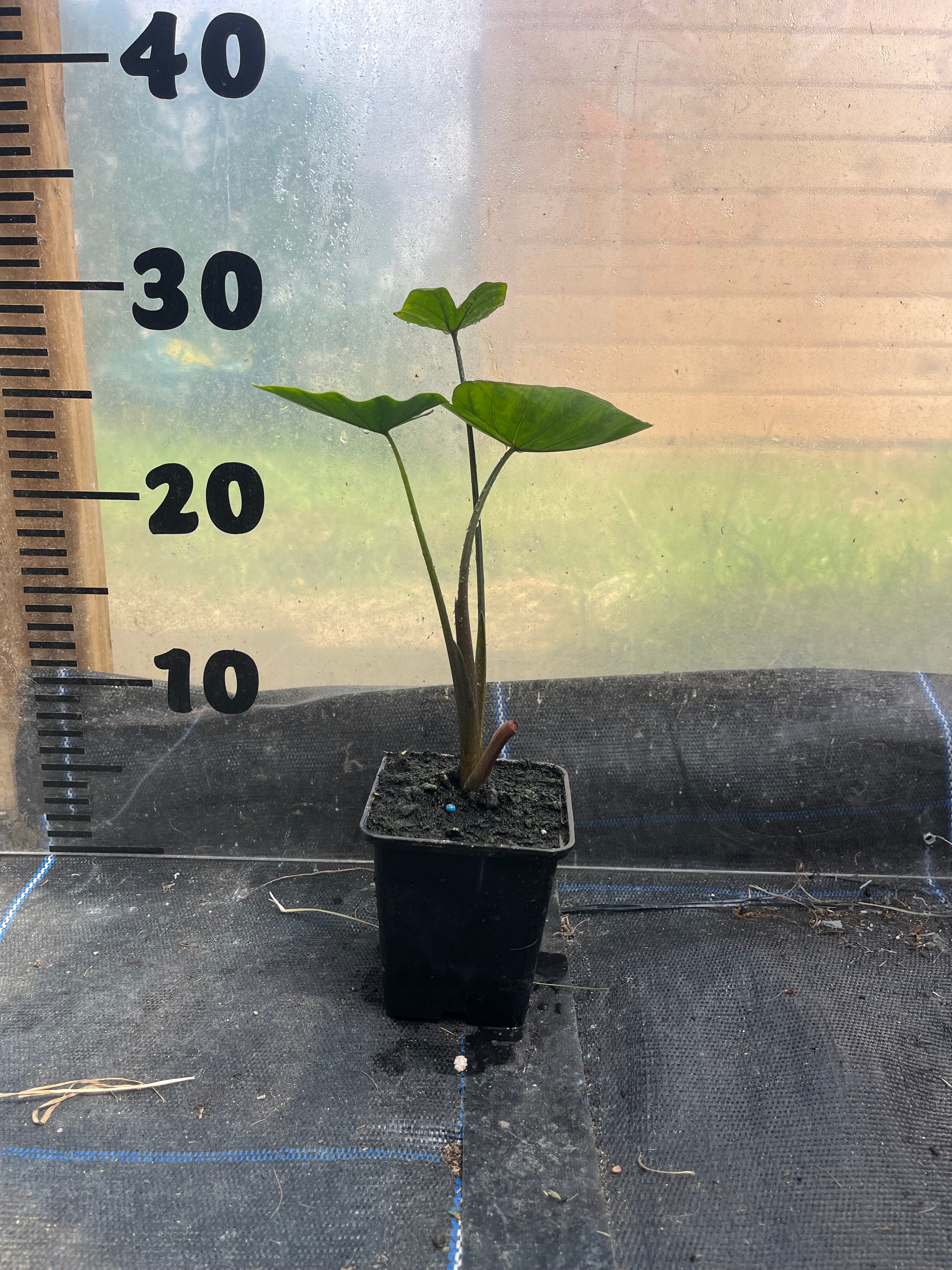 Colocasia Tea Cup picture of 9cm plant in a pot in front of a centimetre scale